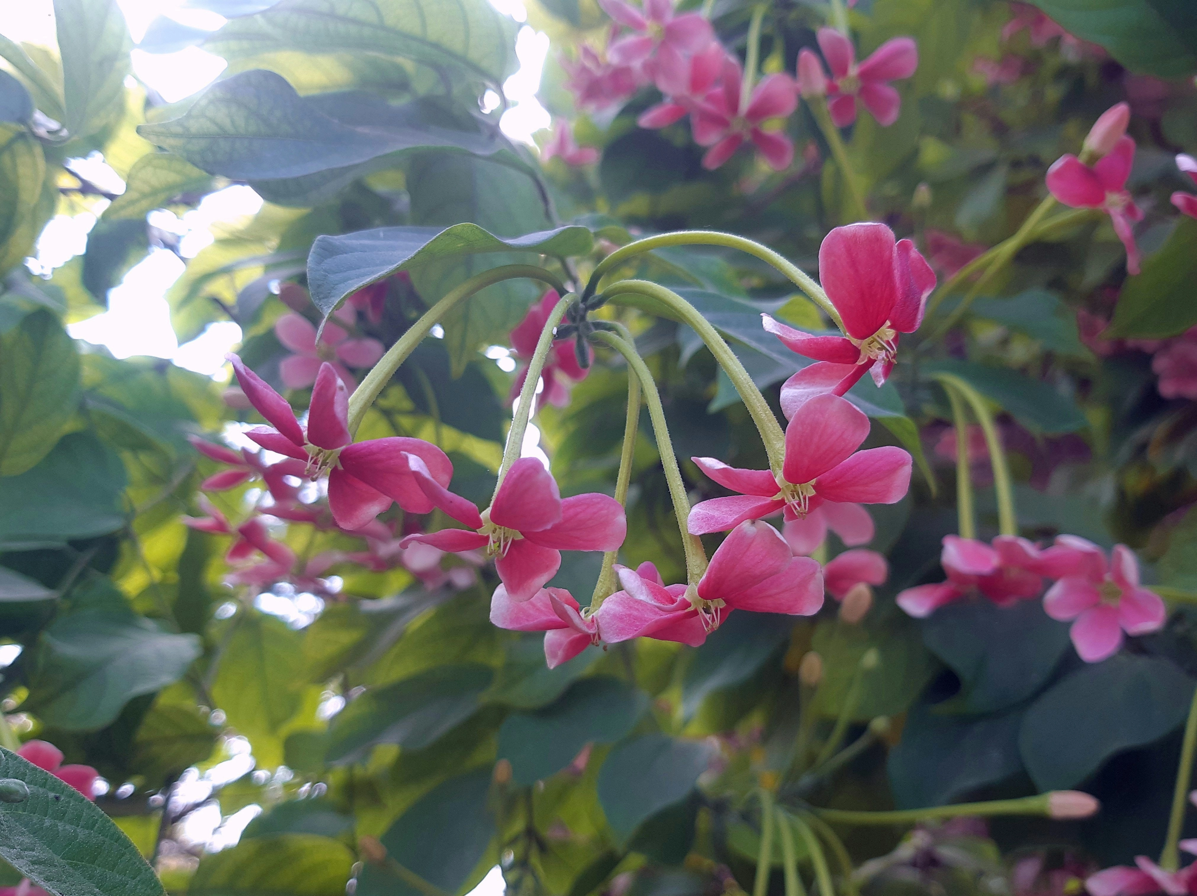 Pink Flowers in Sunlight Pink Flowers in Sunlight