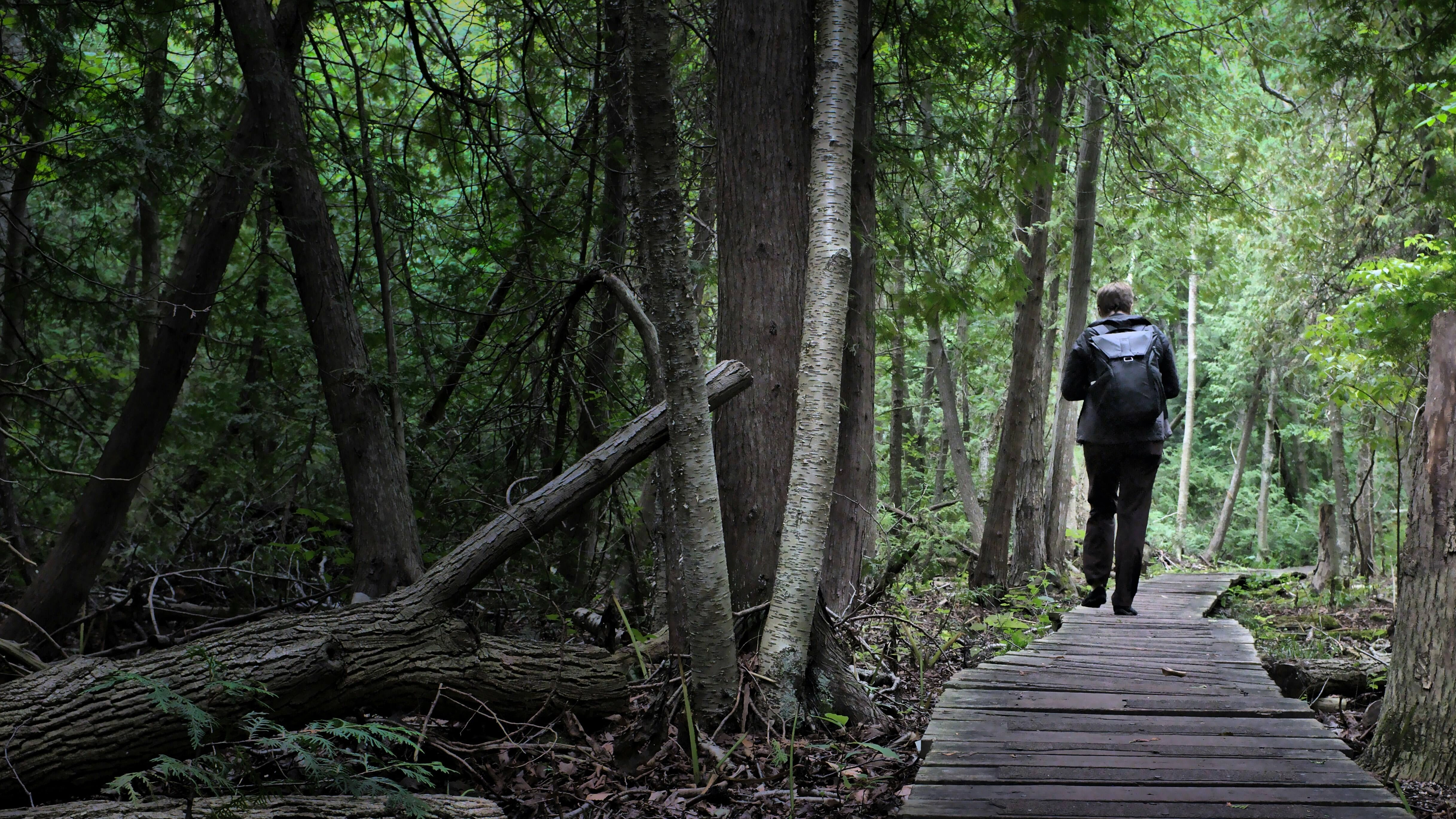 Woodland Boardwalk Hiker Exploring Woodland Boardwalk Hiker Exploring