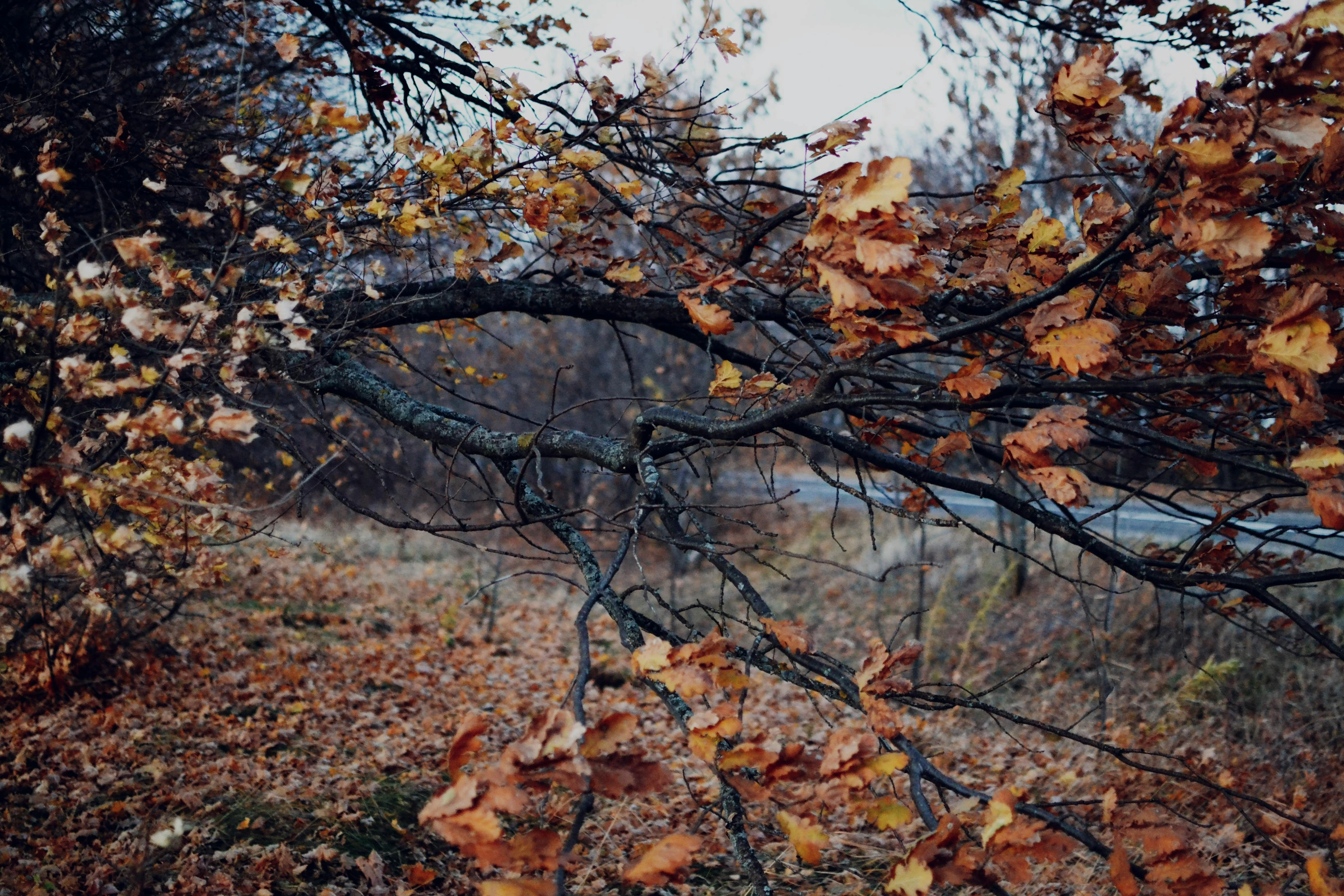 Autumn Branch in Forest Autumn Branch in Forest