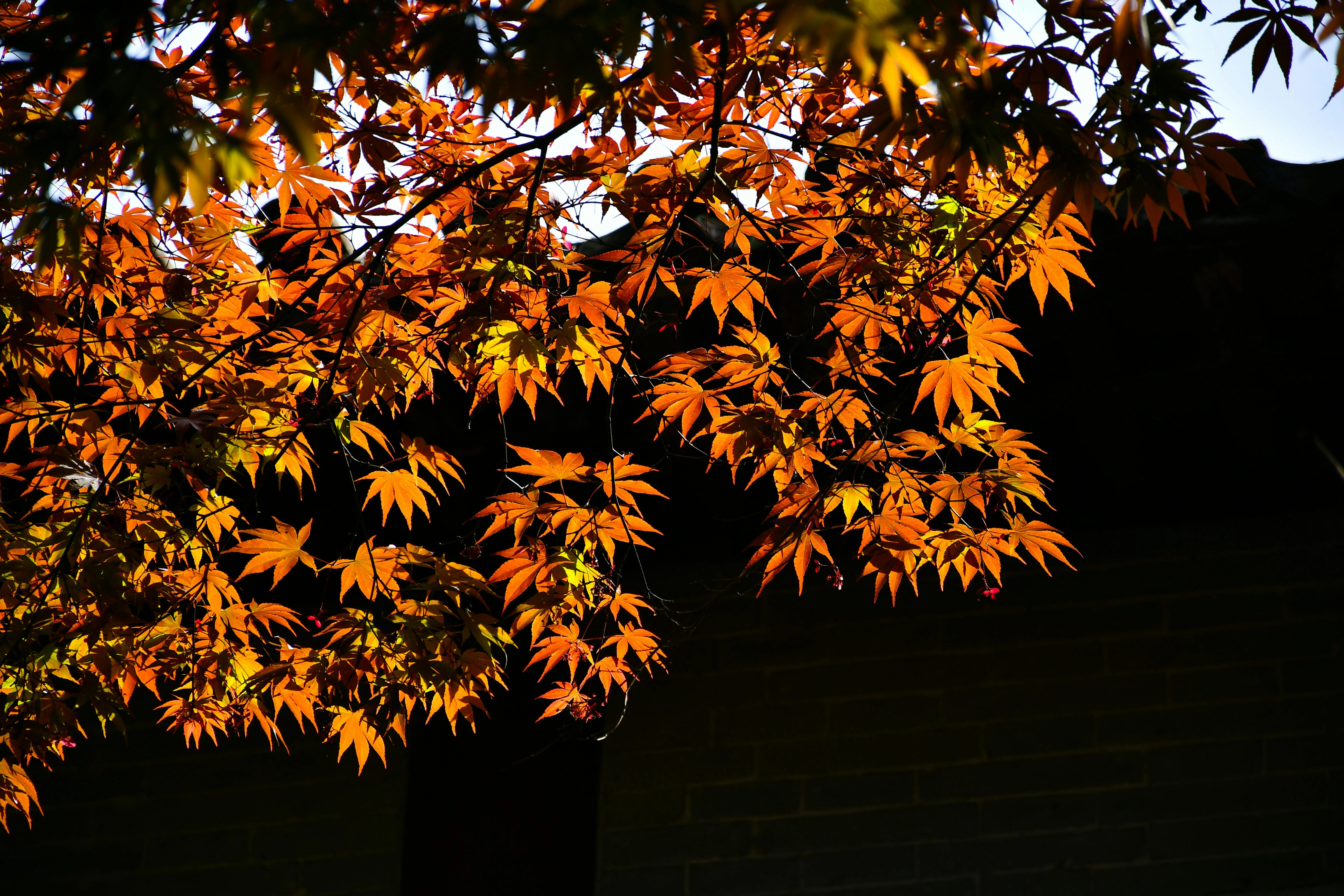 Autumn maple leaves aglow