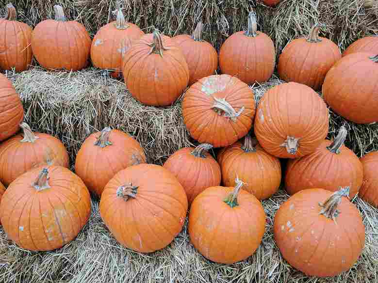 Autumn Pumpkin Harvest Display Autumn Pumpkin Harvest Display