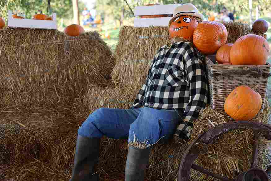 Autumn Pumpkin Patch Scarecrow Autumn Pumpkin Patch Scarecrow