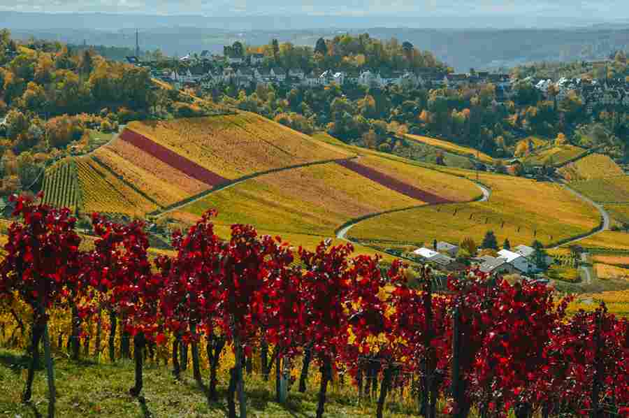 Autumn Vineyard Hillside Landscape Autumn Vineyard Hillside Landscape