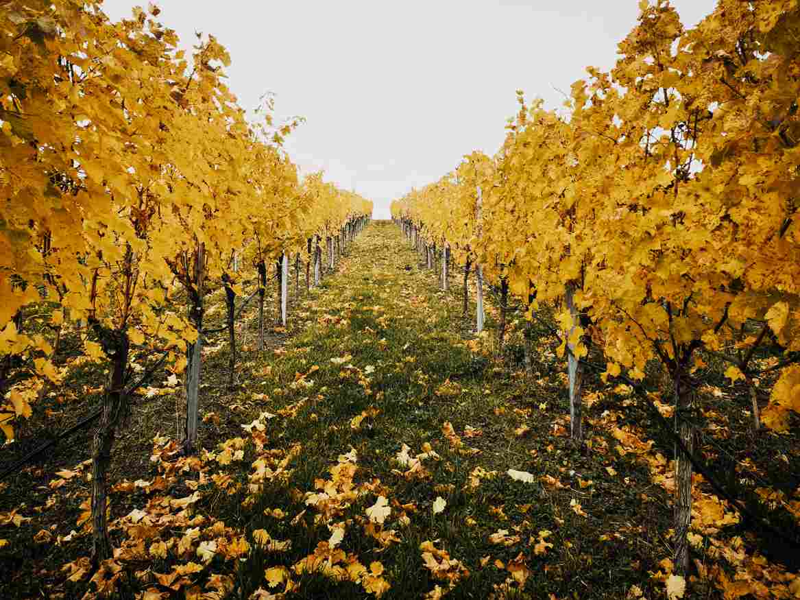 Autumnal Vineyard Golden Rows Autumnal Vineyard Golden Rows