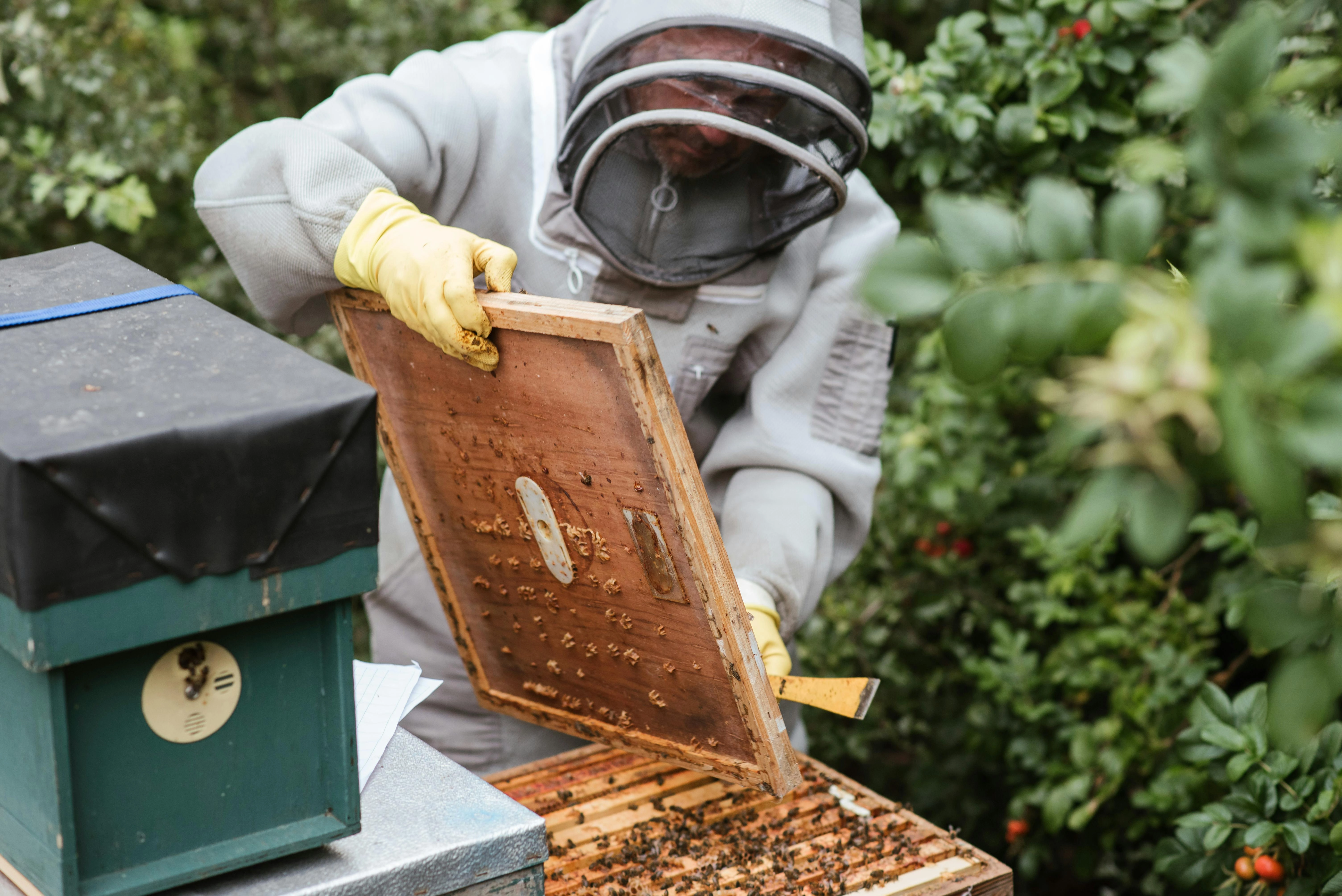Beekeeper Inspecting Color Palette, Combinations & Schemes | Octet ...
