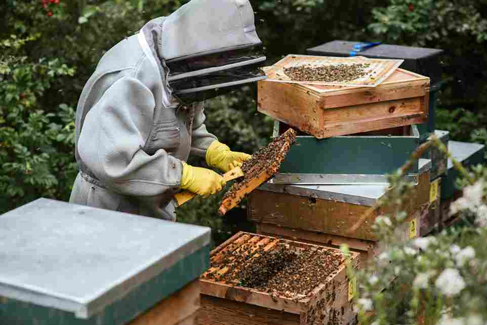 Beekeeper Tending Color Palette, Combinations & Schemes | Octet Design Labs