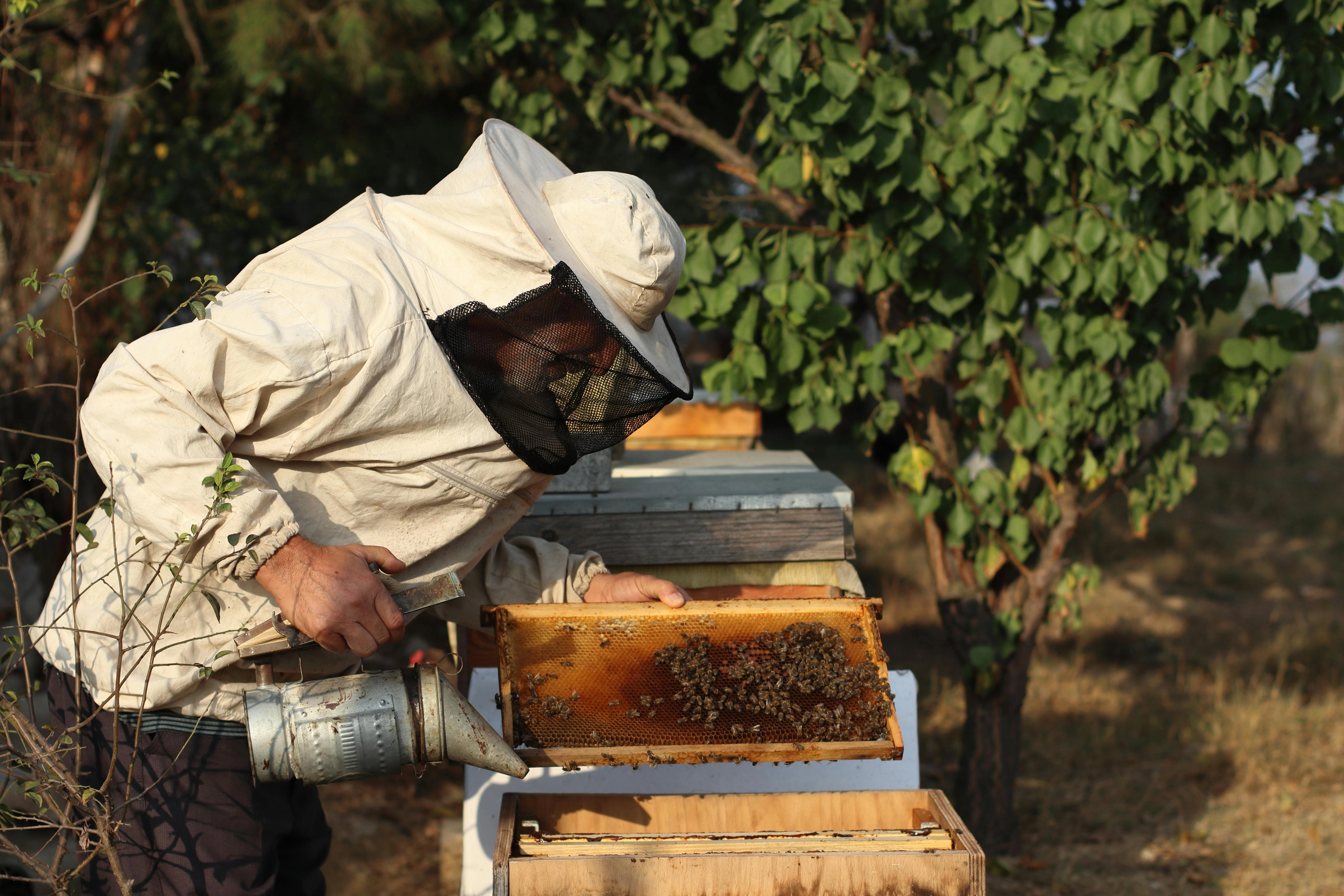 Beekeeper Tending Honeycomb Frame Beekeeper Tending Honeycomb Frame