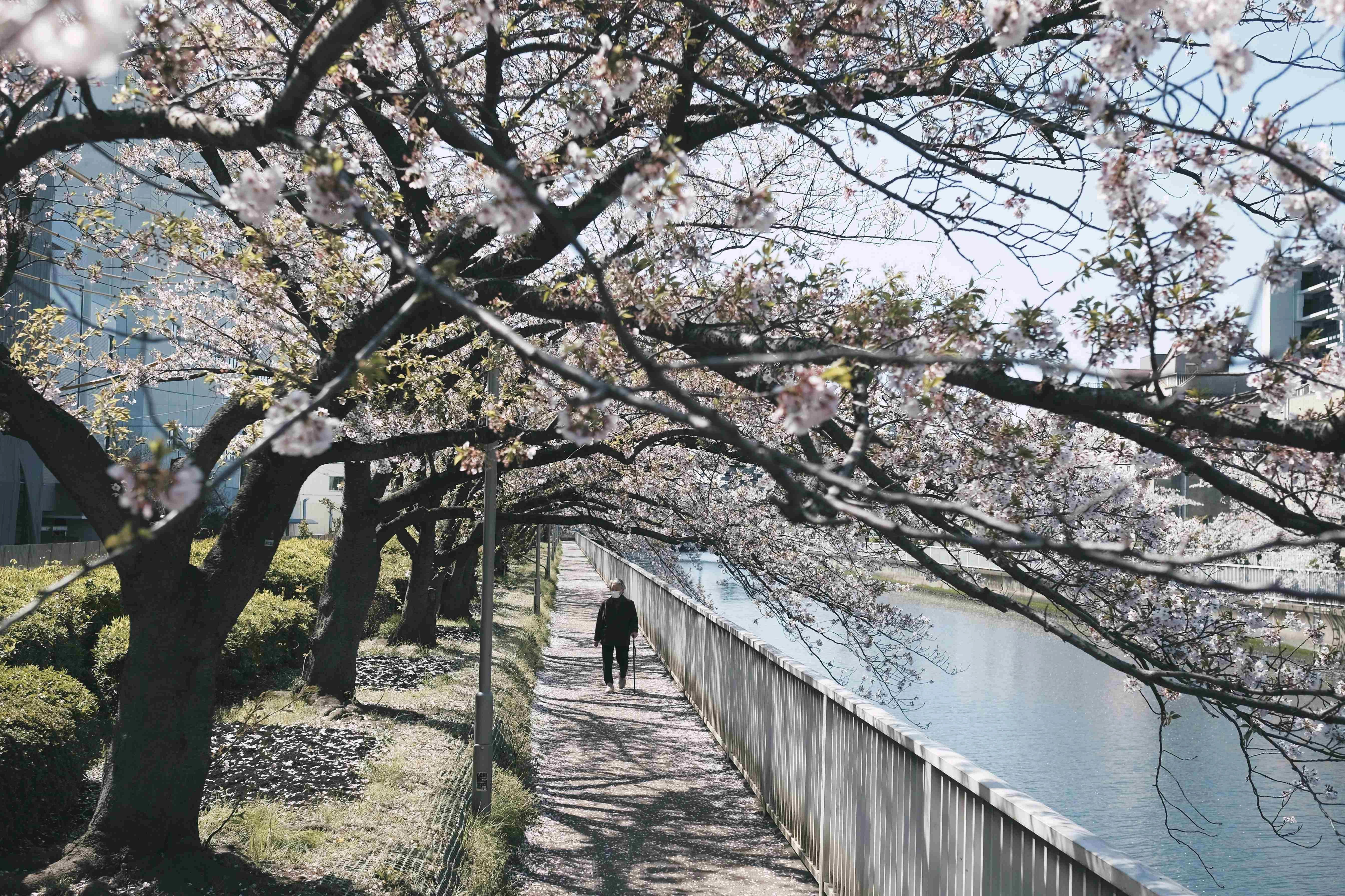 Cherry Blossom Riverside Walk Cherry Blossom Riverside Walk