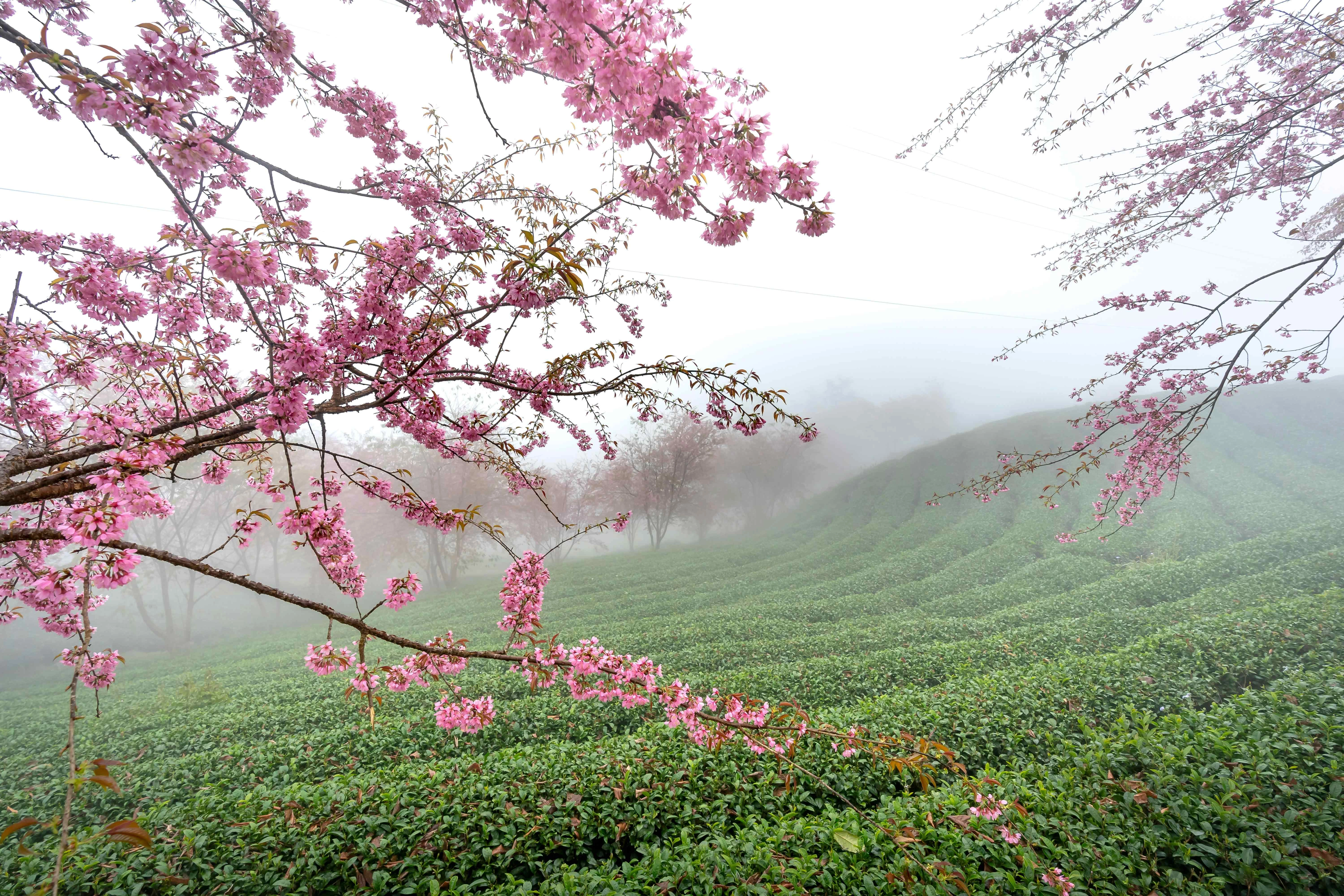 Cherry Blossoms Over Tea Fields