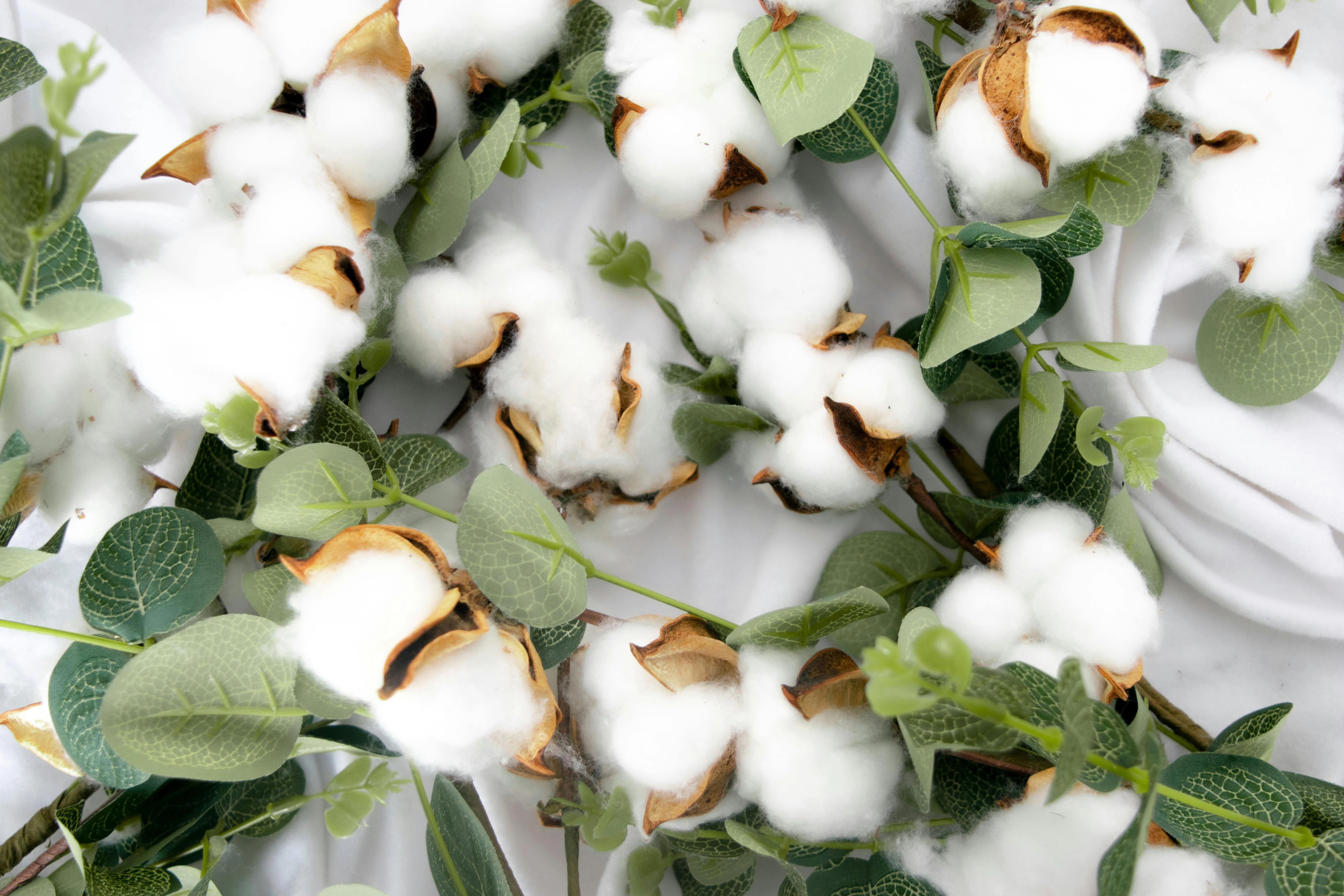 Cotton and Eucalyptus Arrangement Cotton and Eucalyptus Arrangement