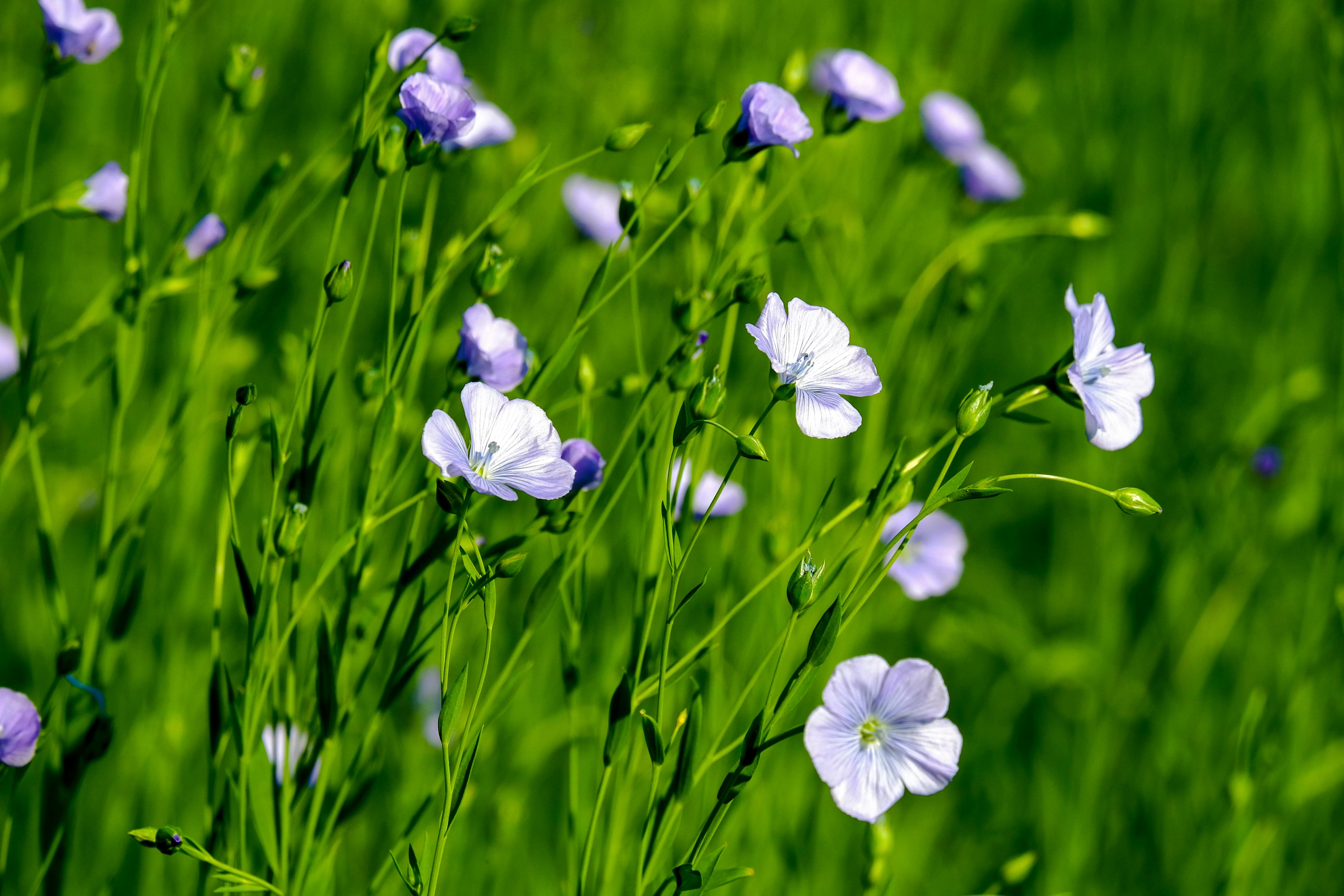 Delicate Purple Wildflowers Blooming Delicate Purple Wildflowers Blooming