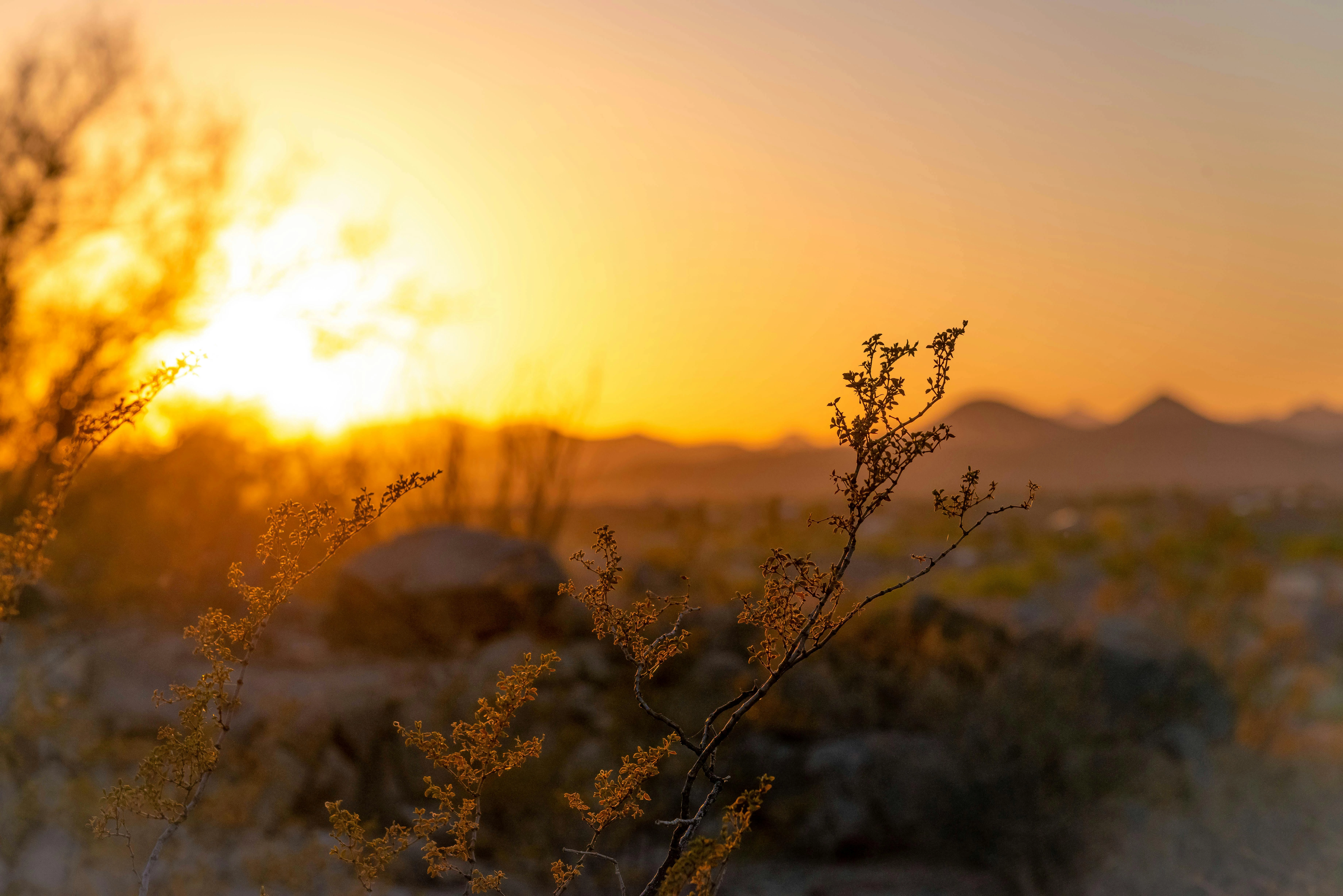 Desert Sunset Silhouette Desert Sunset Silhouette