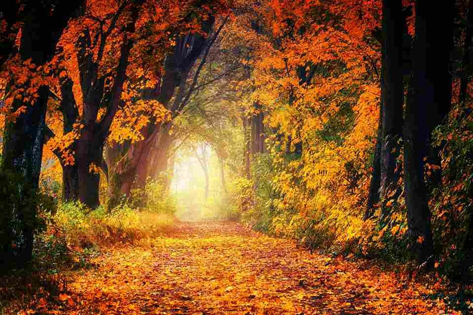 Enchanted Autumn Forest Path