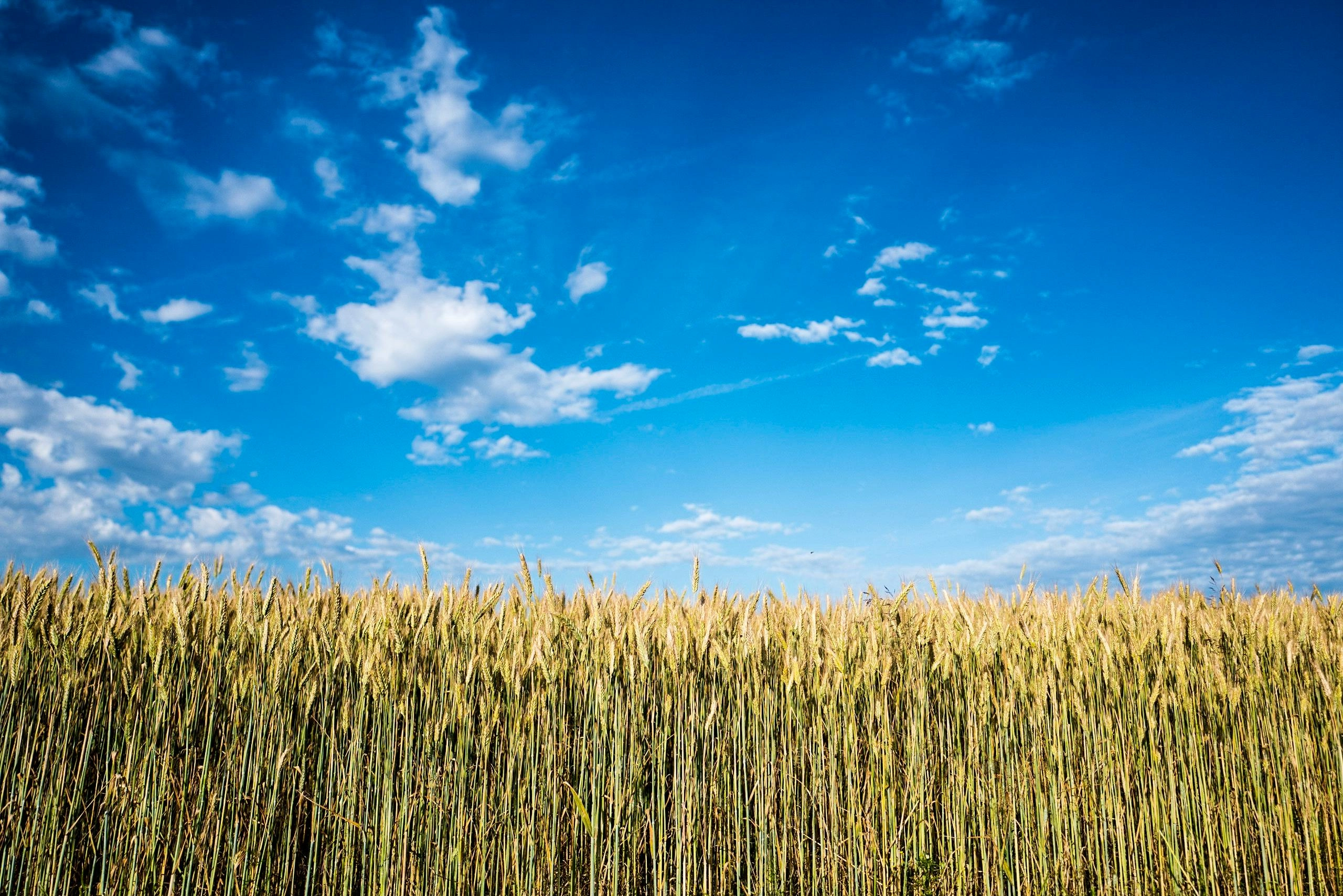 Golden Wheat Field Panorama