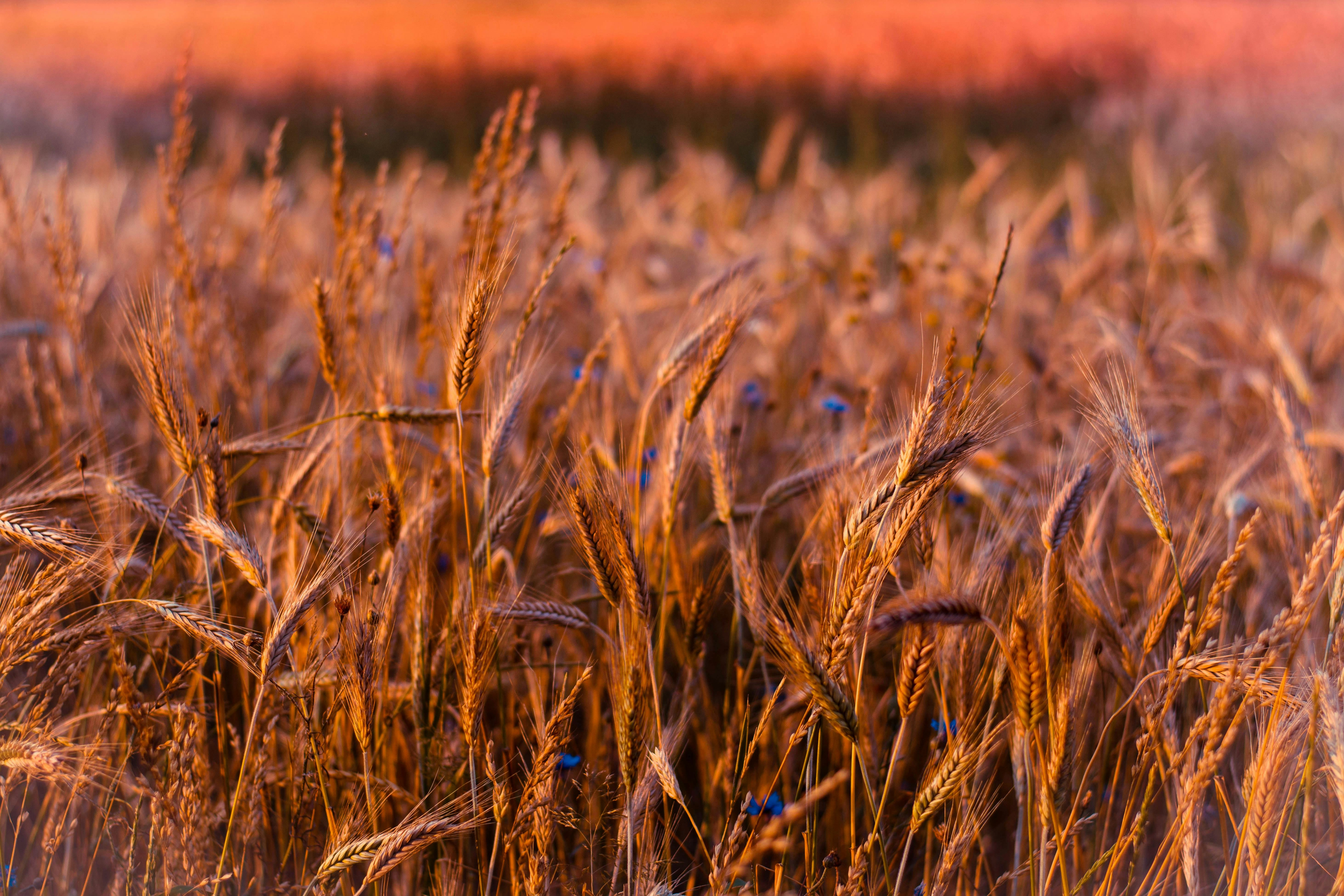 Golden wheat field sunset Golden wheat field sunset
