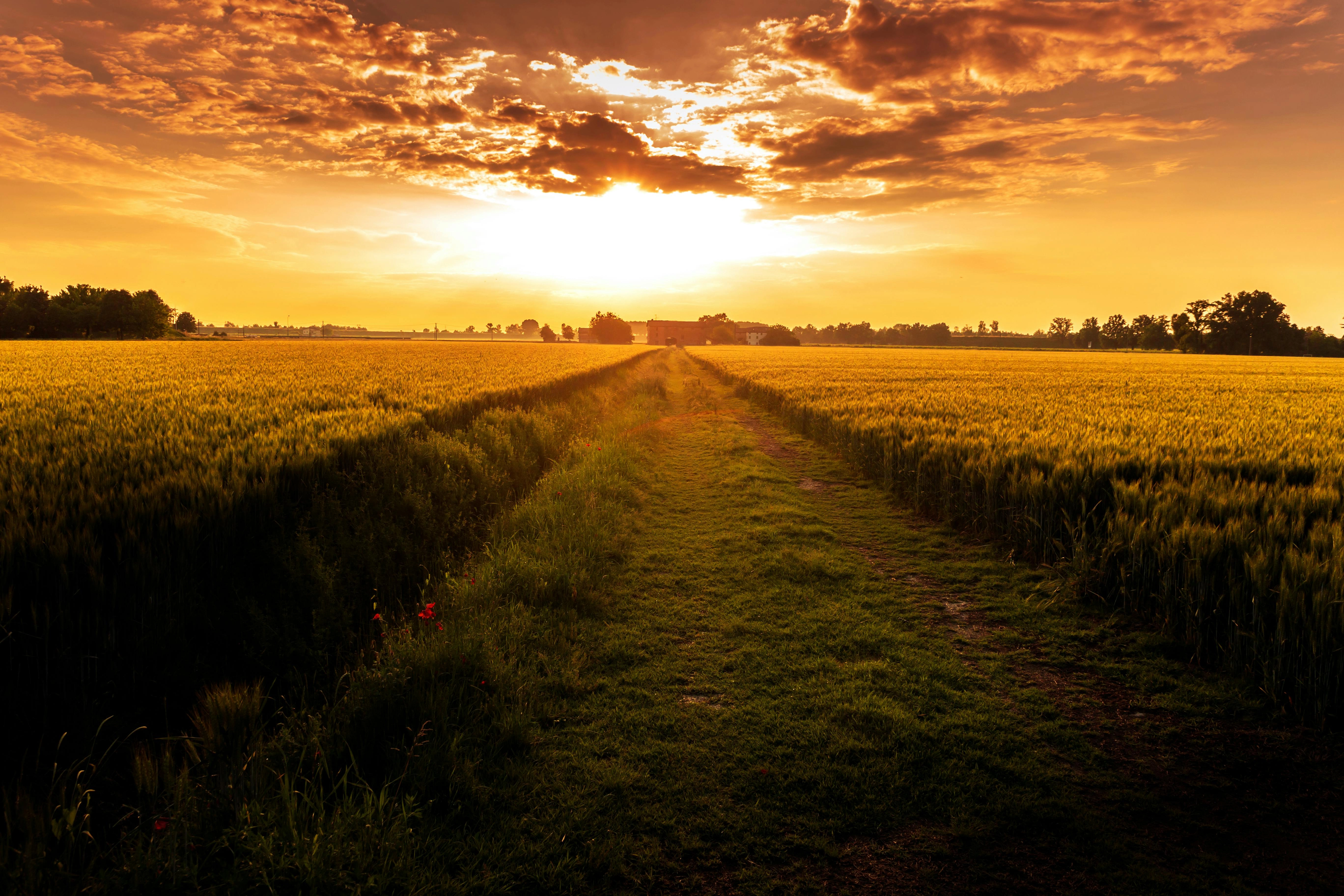 Golden Wheat Field Sunset