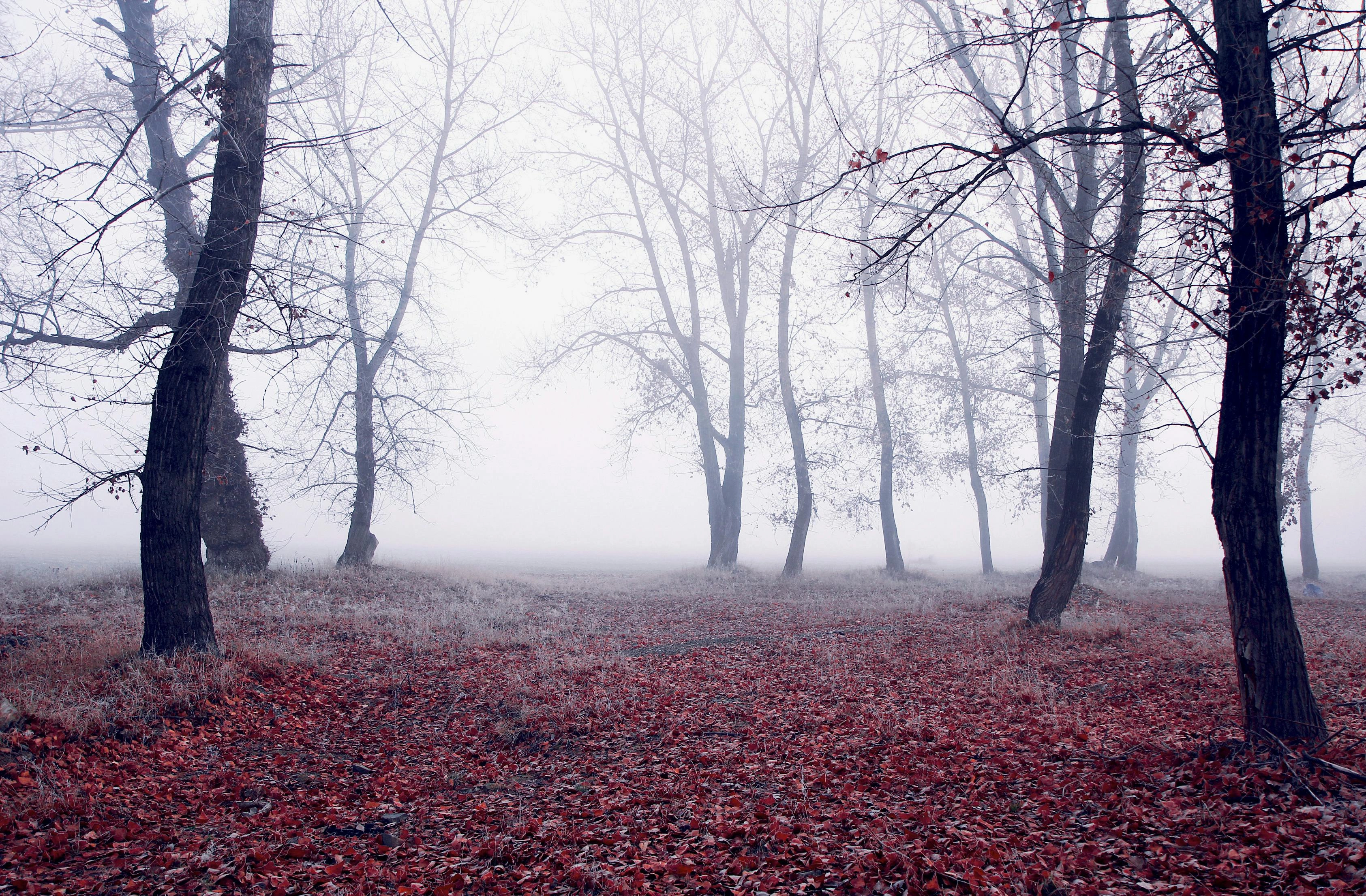 Misty Forest Red Leaves Misty Forest Red Leaves