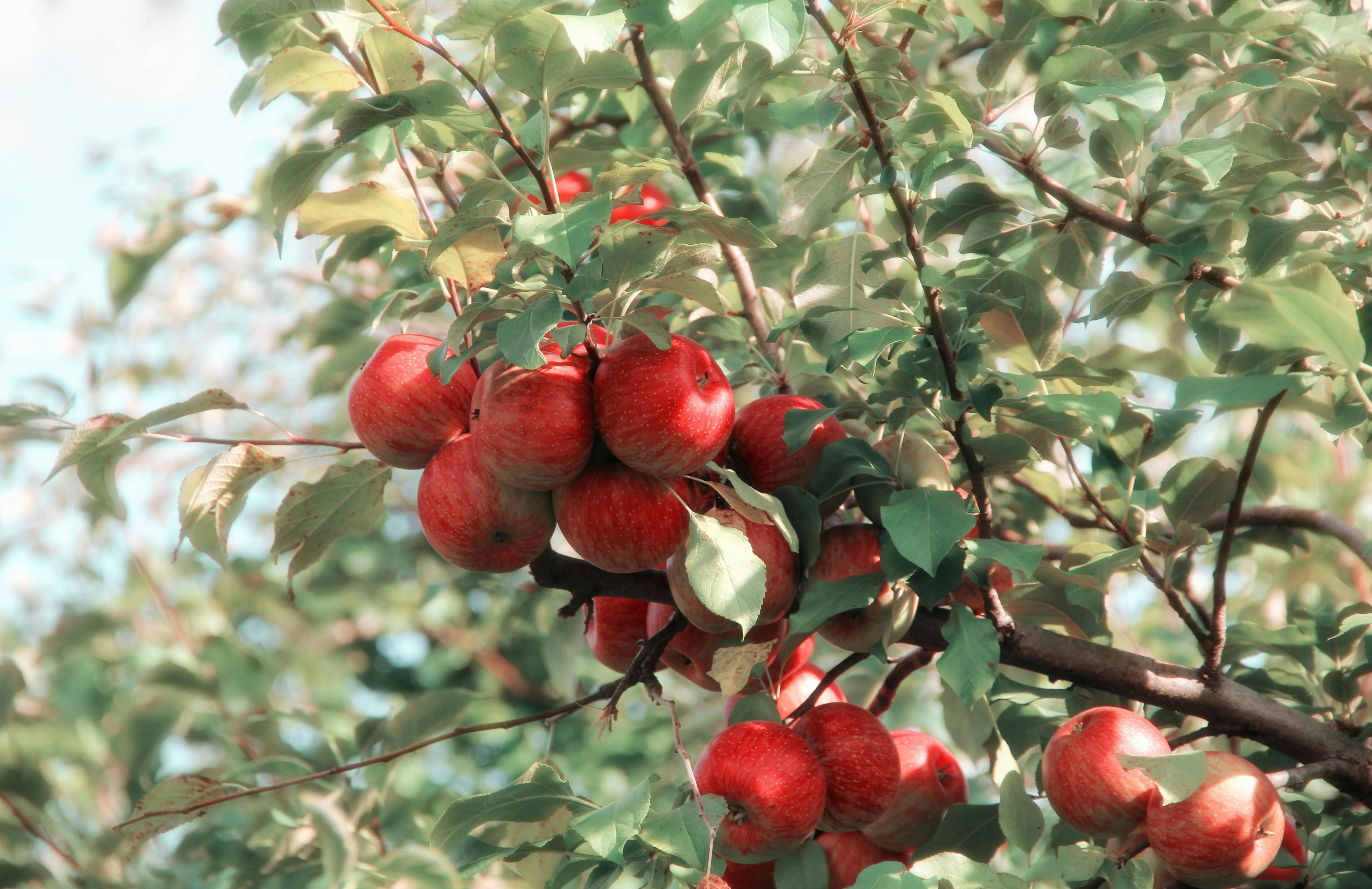 Ripe Apples on Tree Ripe Apples on Tree