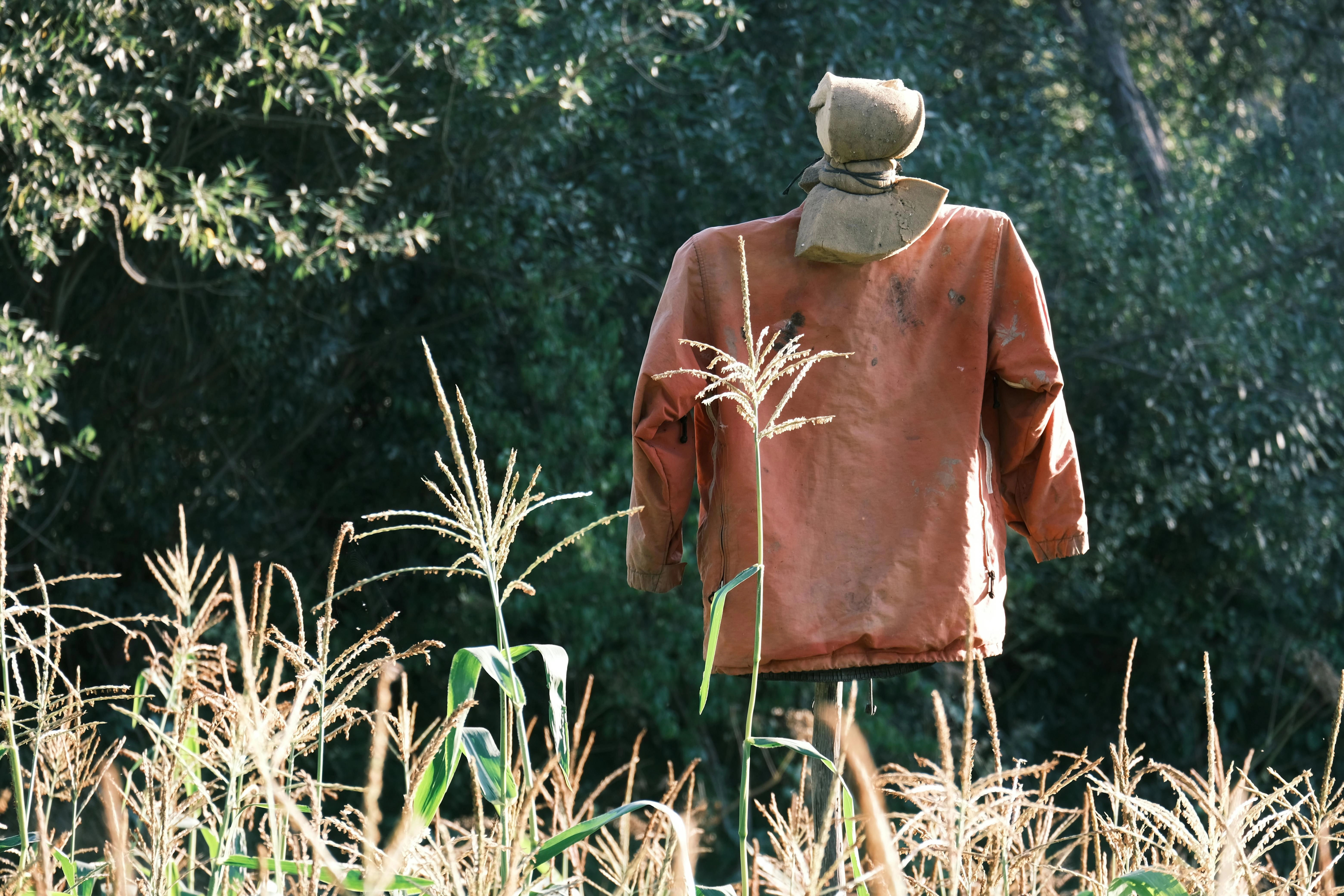 Rustic Scarecrow in Field Rustic Scarecrow in Field
