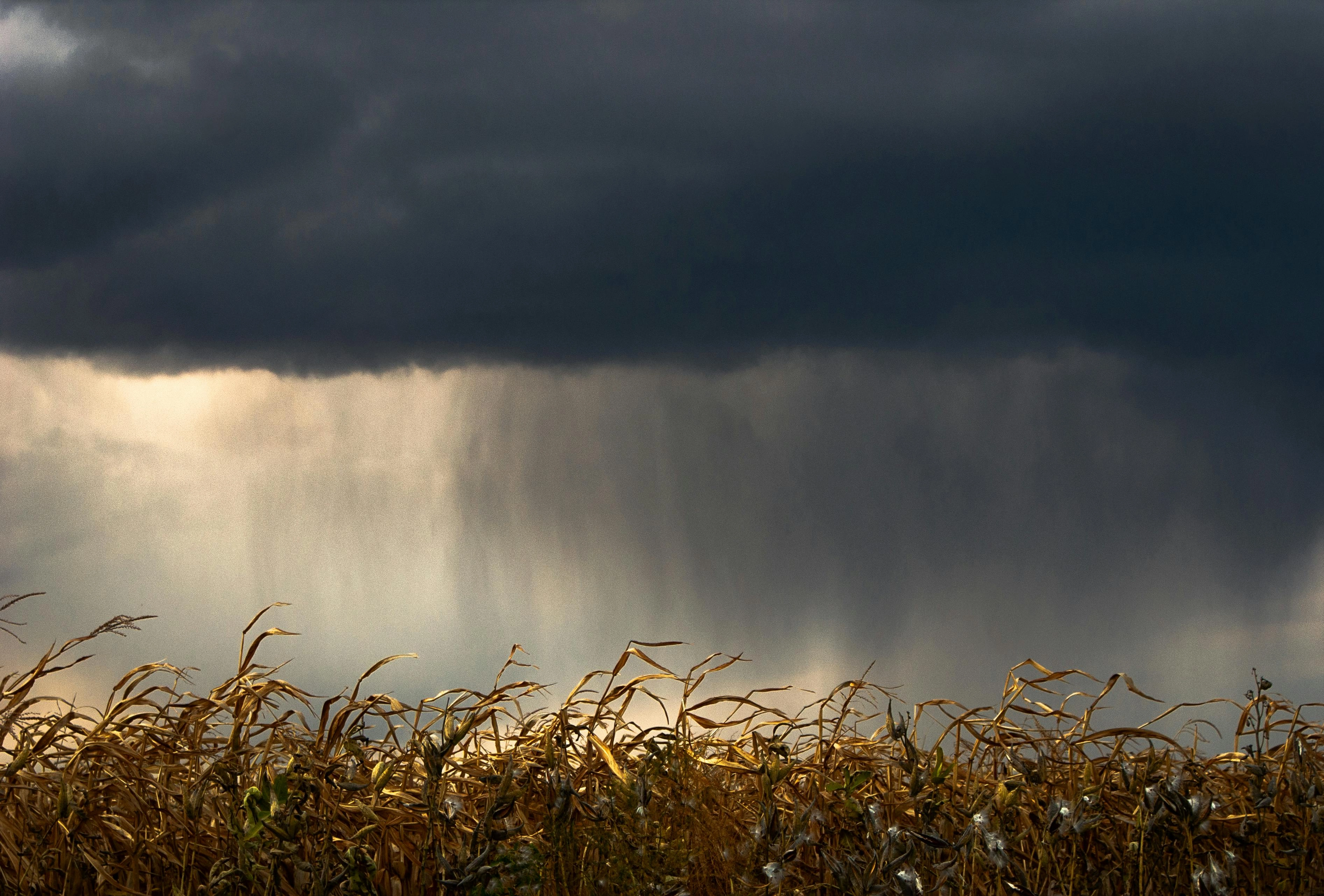 Stormy Cornfield Downpour Stormy Cornfield Downpour