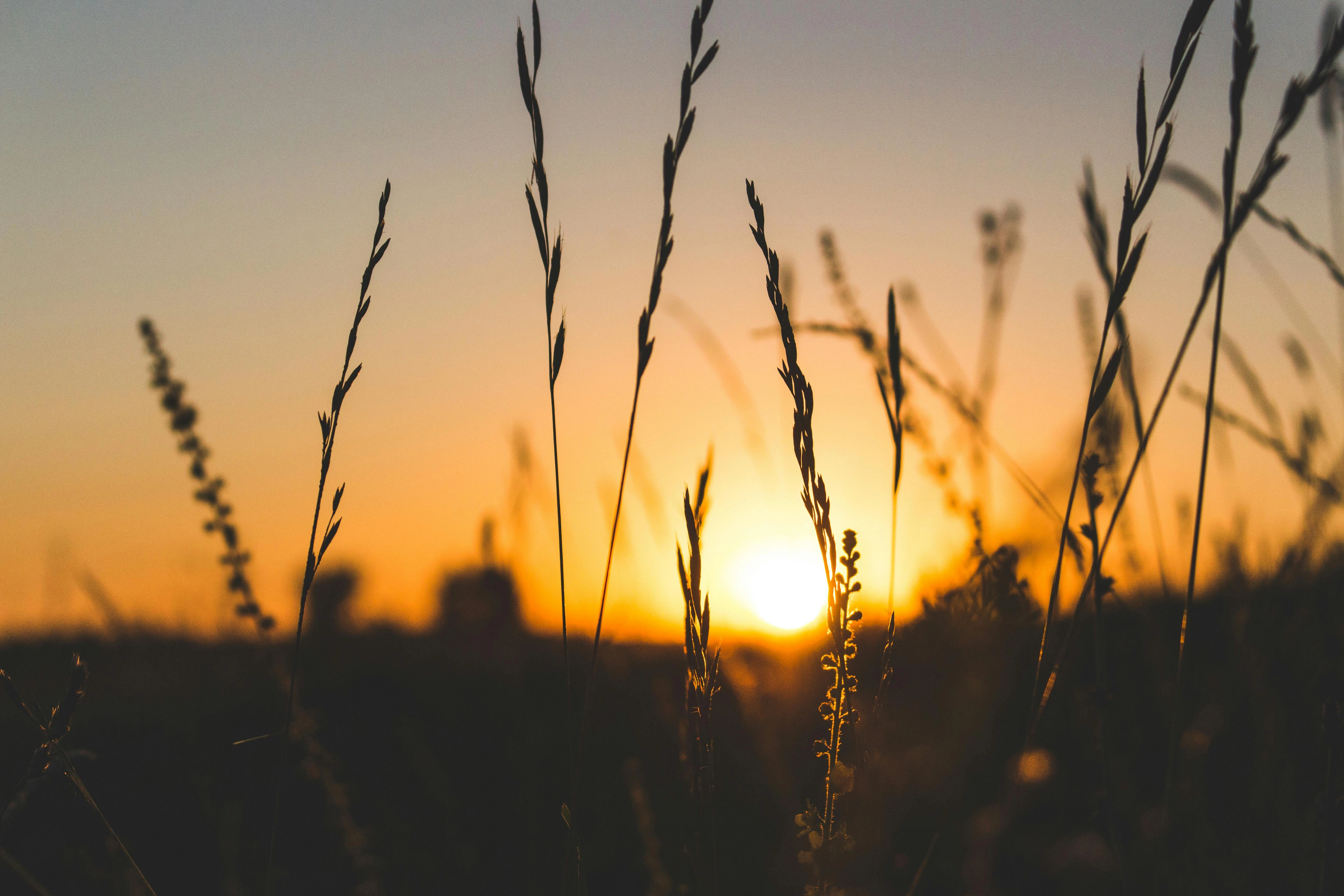 Sunset Through Golden Grass Sunset Through Golden Grass