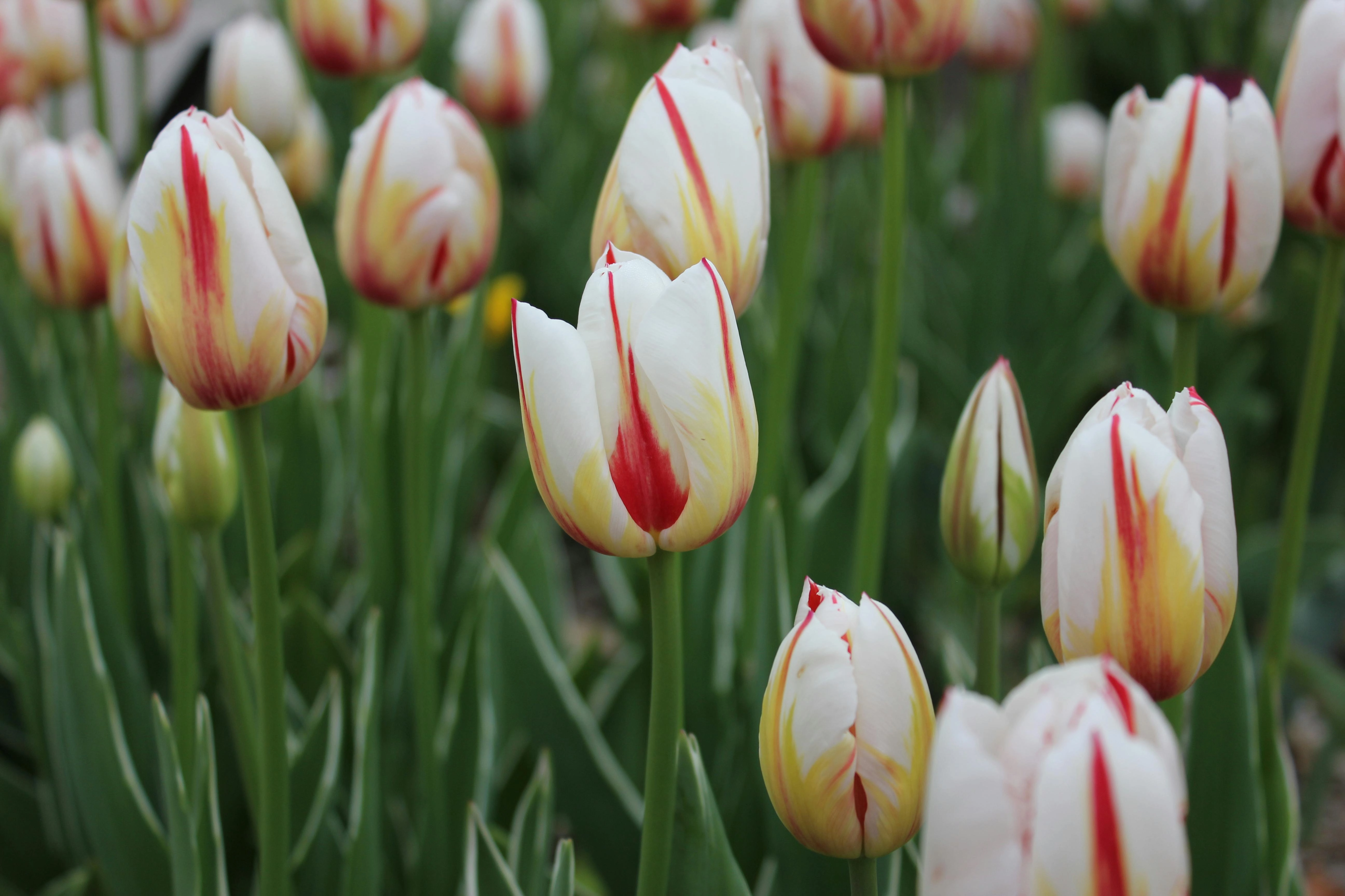 Variegated White and Red Tulips Variegated White and Red Tulips