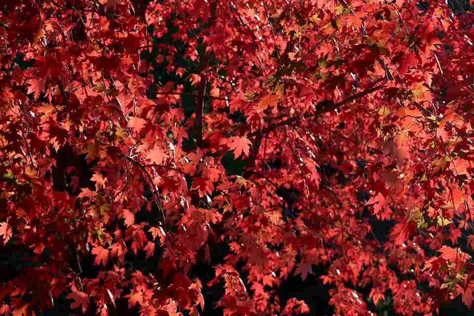 Vibrant Autumn Maple Foliage Vibrant Autumn Maple Foliage