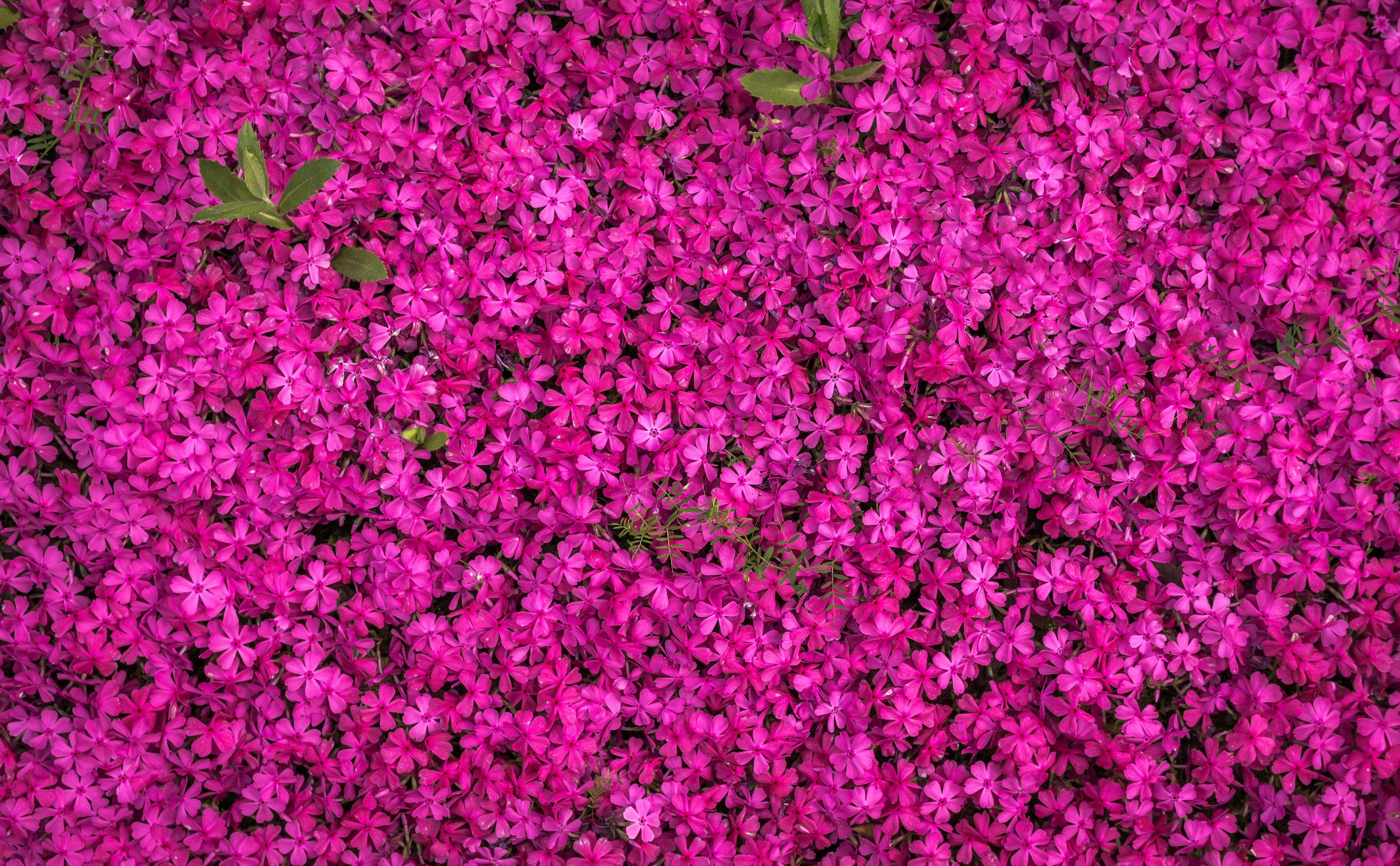 Vibrant Pink Floral Carpet Vibrant Pink Floral Carpet