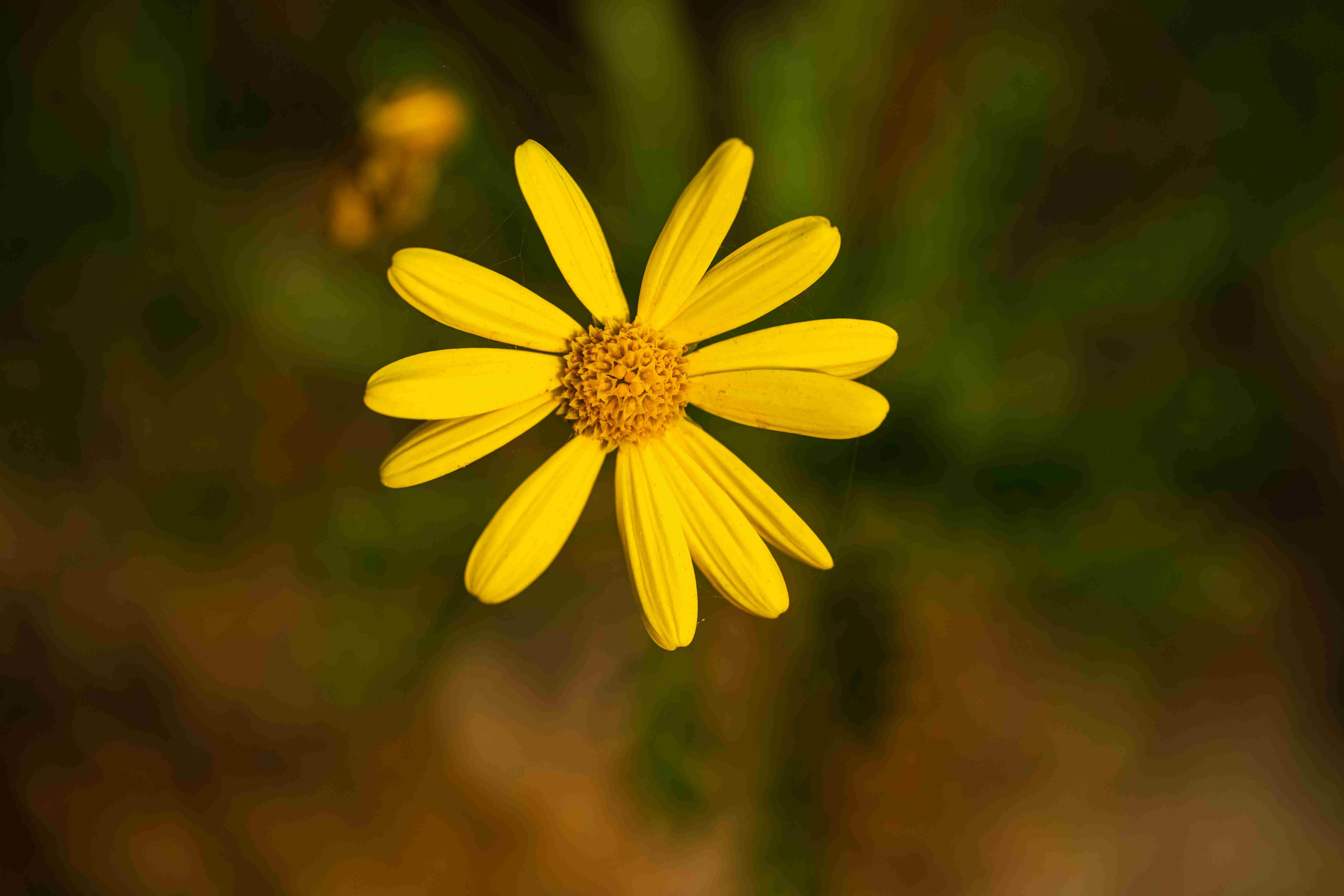Vibrant Yellow Daisy Flower Vibrant Yellow Daisy Flower
