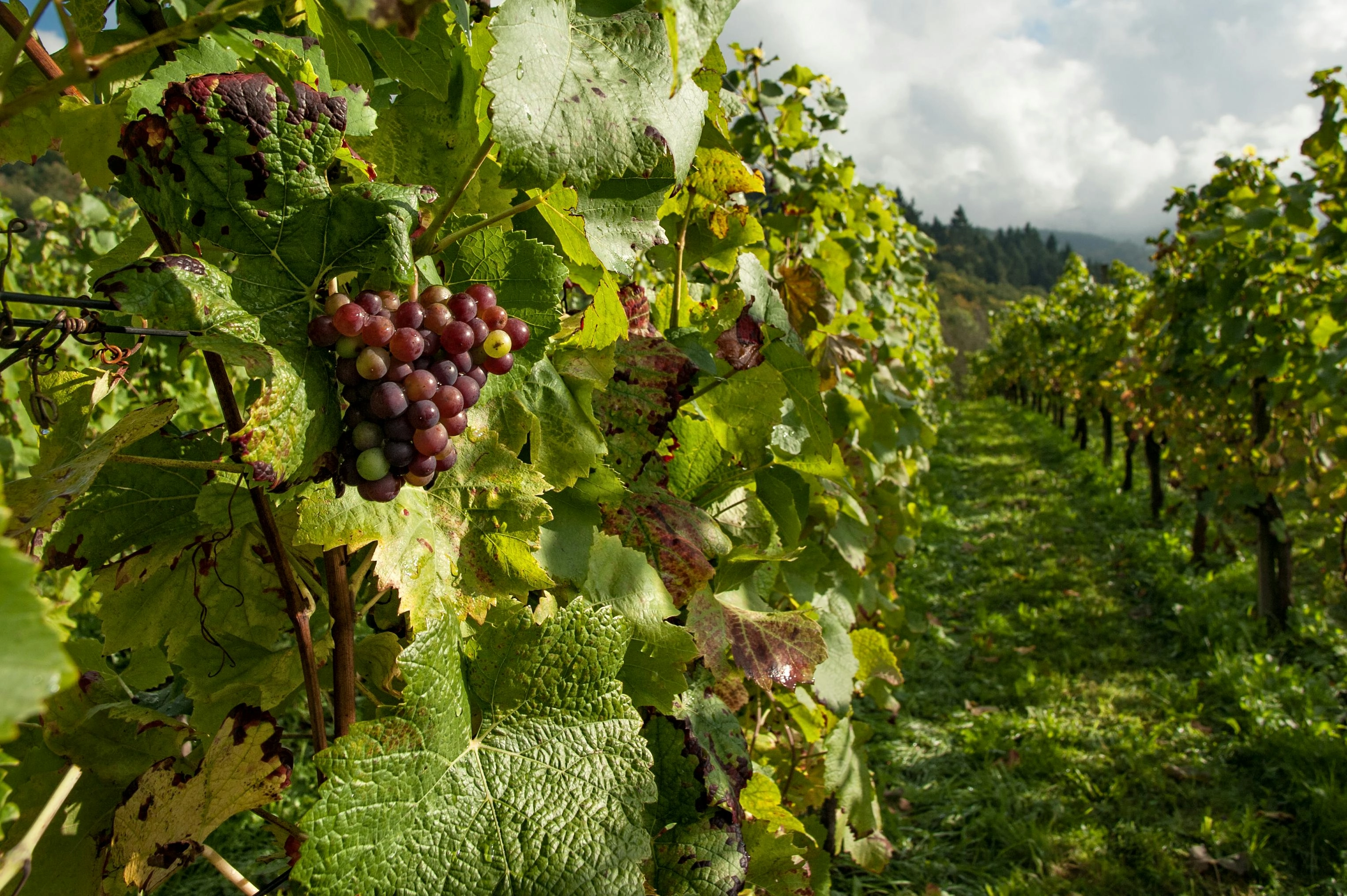 Vineyard Grapes and Landscape Vineyard Grapes and Landscape