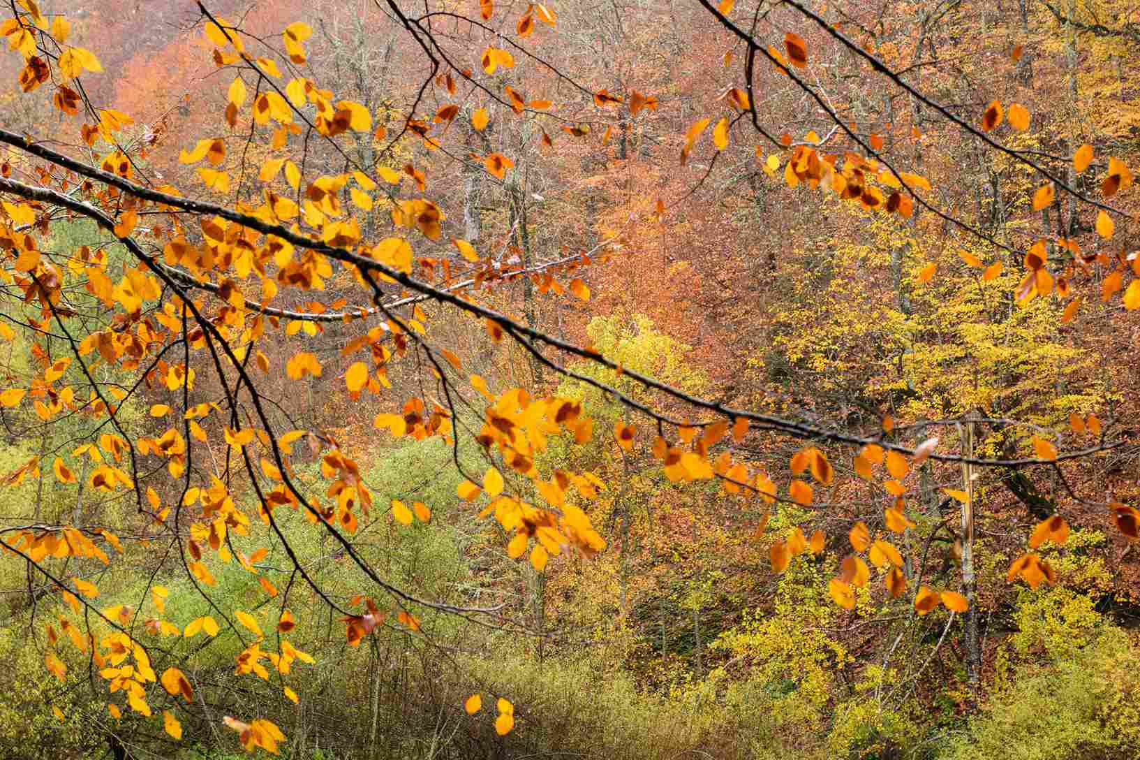 Autumn Forest Vibrant Foliage Autumn Forest Vibrant Foliage