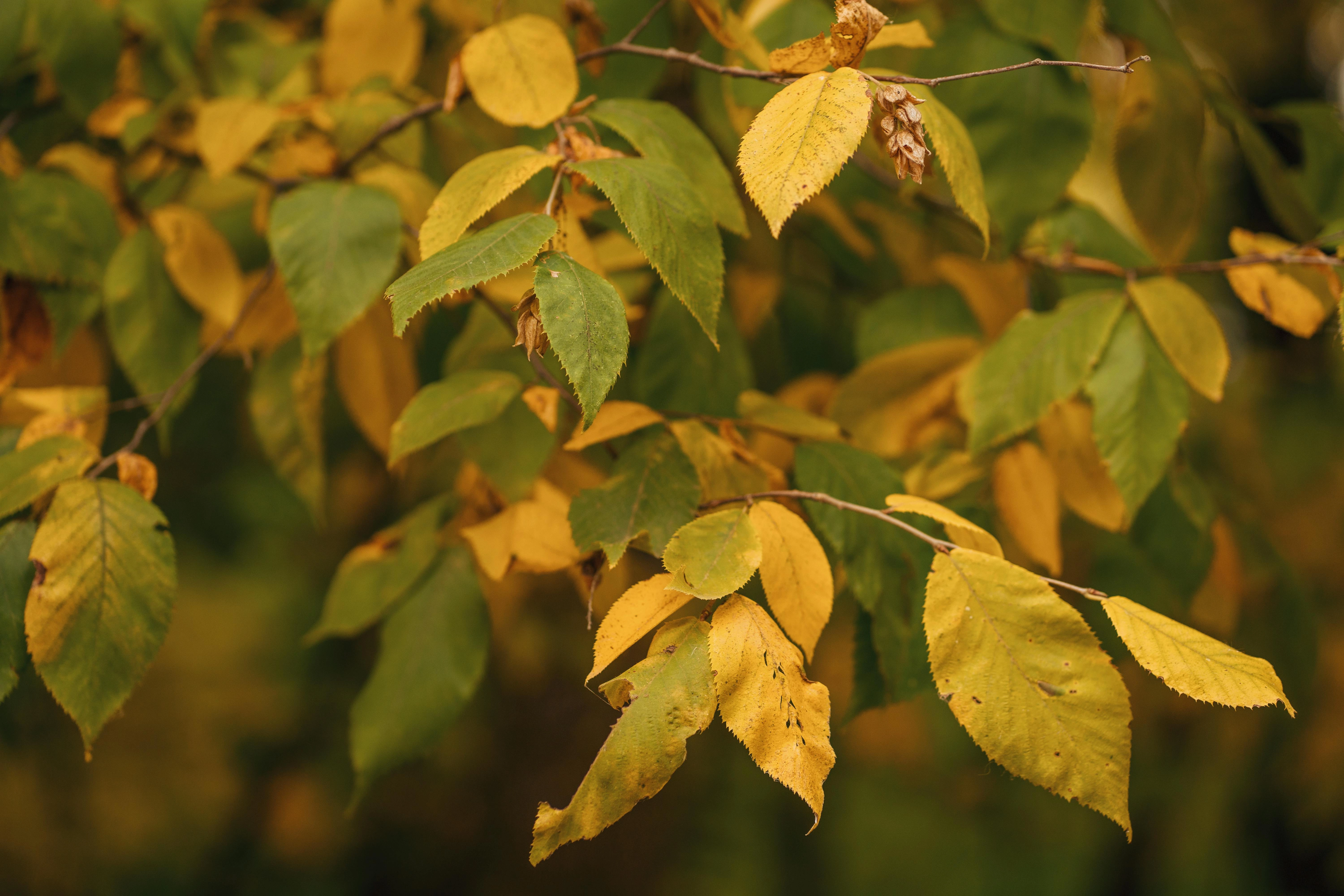Autumn Leaves Changing Colors Autumn Leaves Changing Colors
