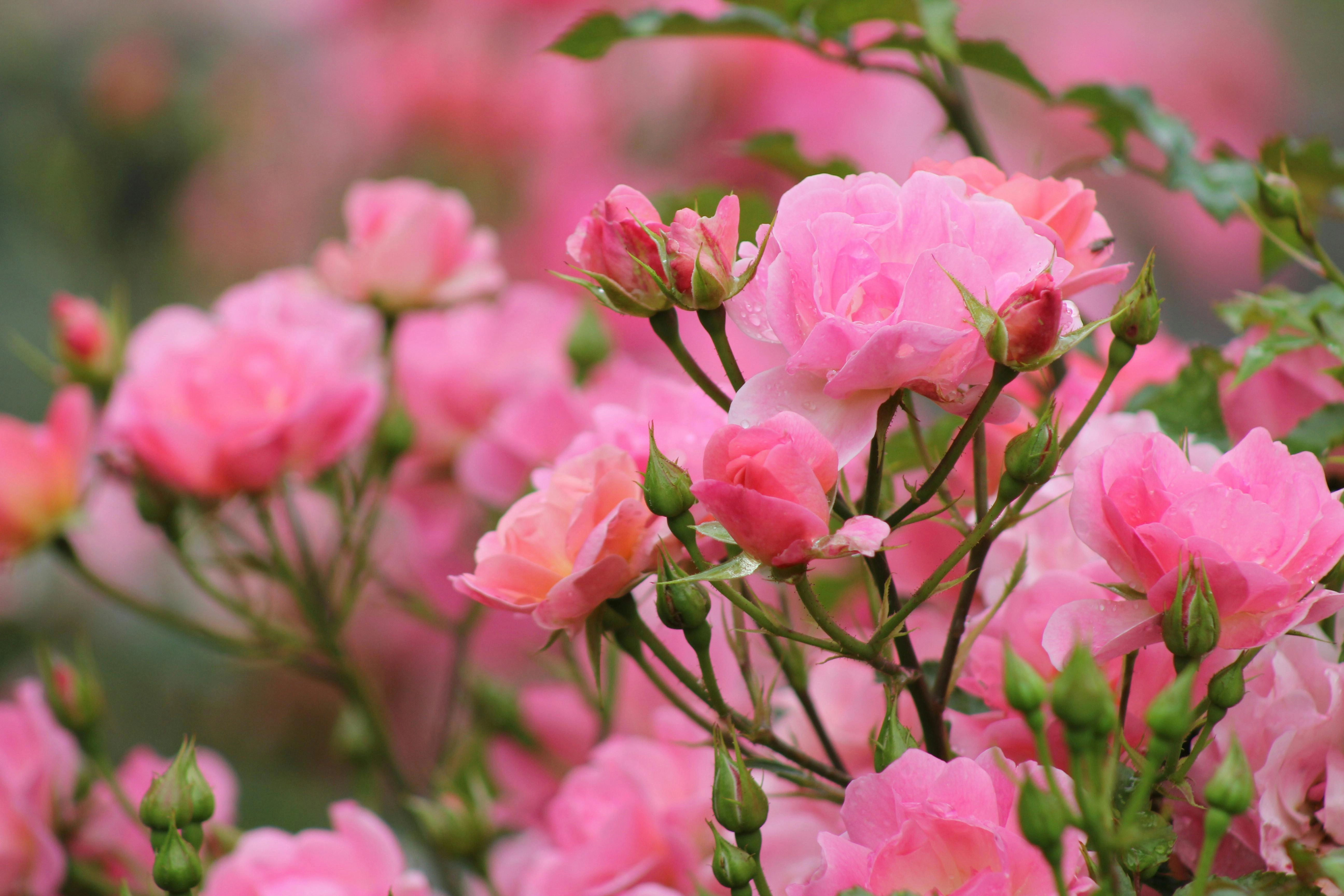 Blooming Pink Rose Bush Blooming Pink Rose Bush
