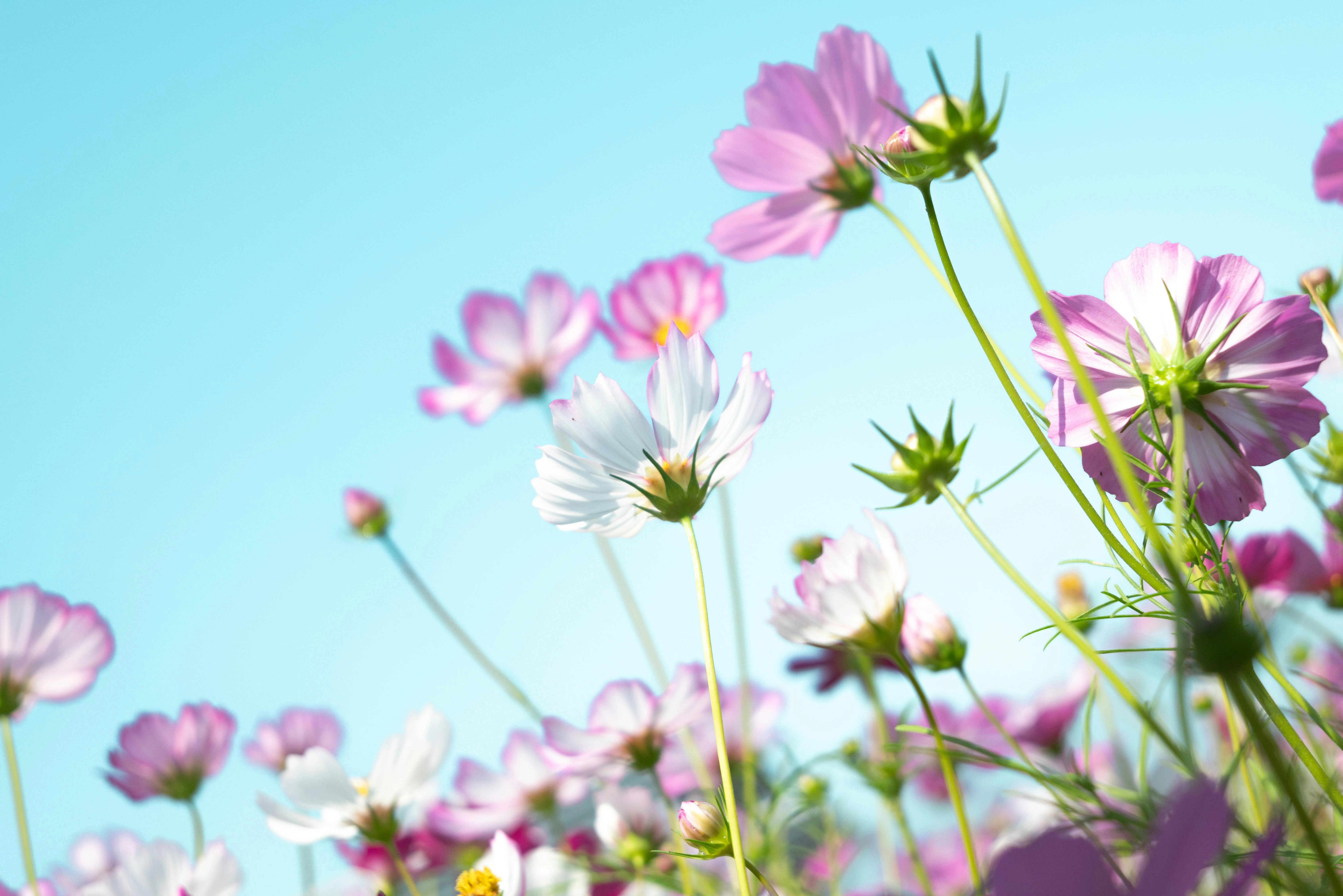 Cosmos Flowers in Spring Cosmos Flowers in Spring