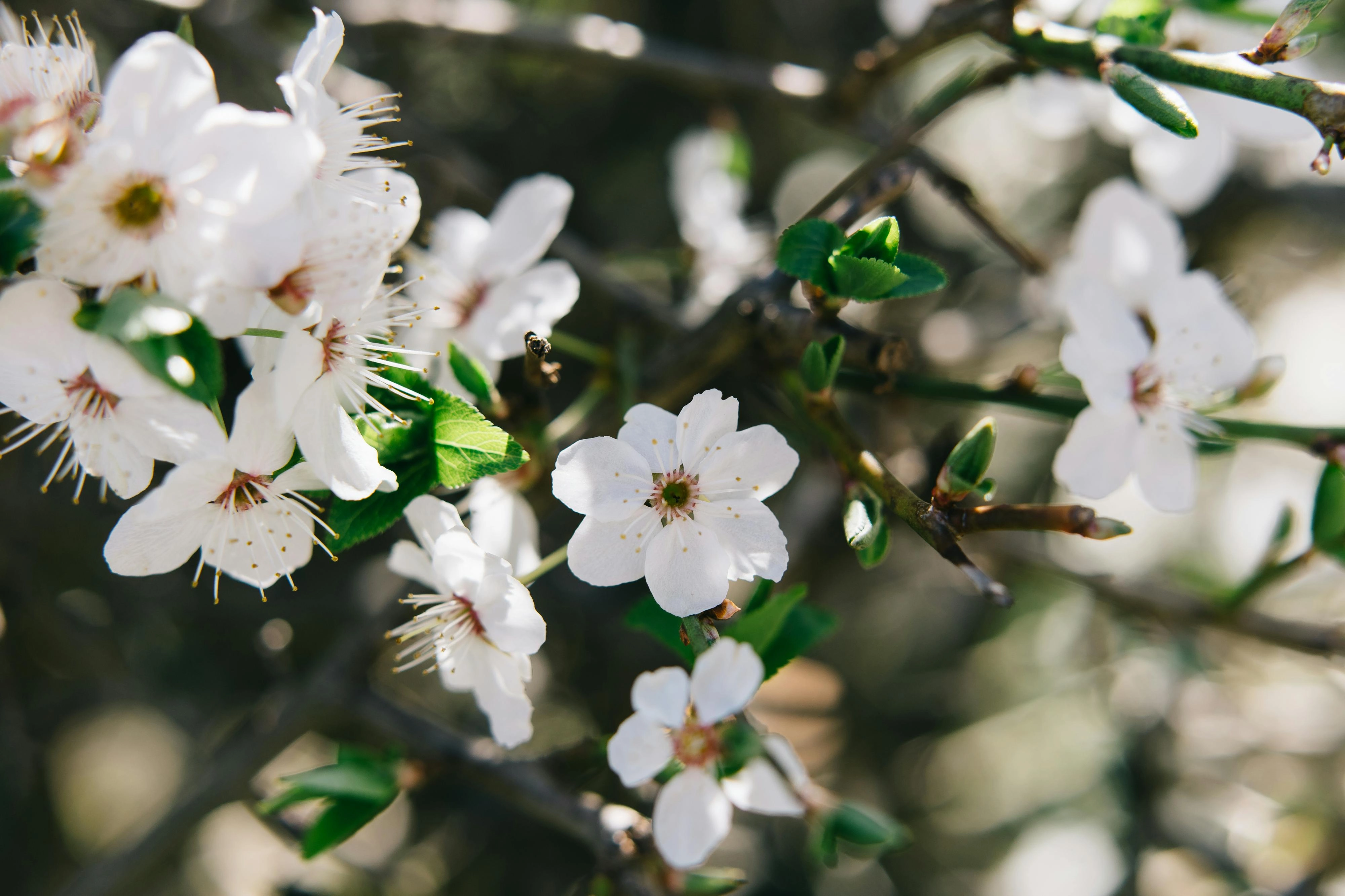 Delicate White Spring Blossoms Delicate White Spring Blossoms