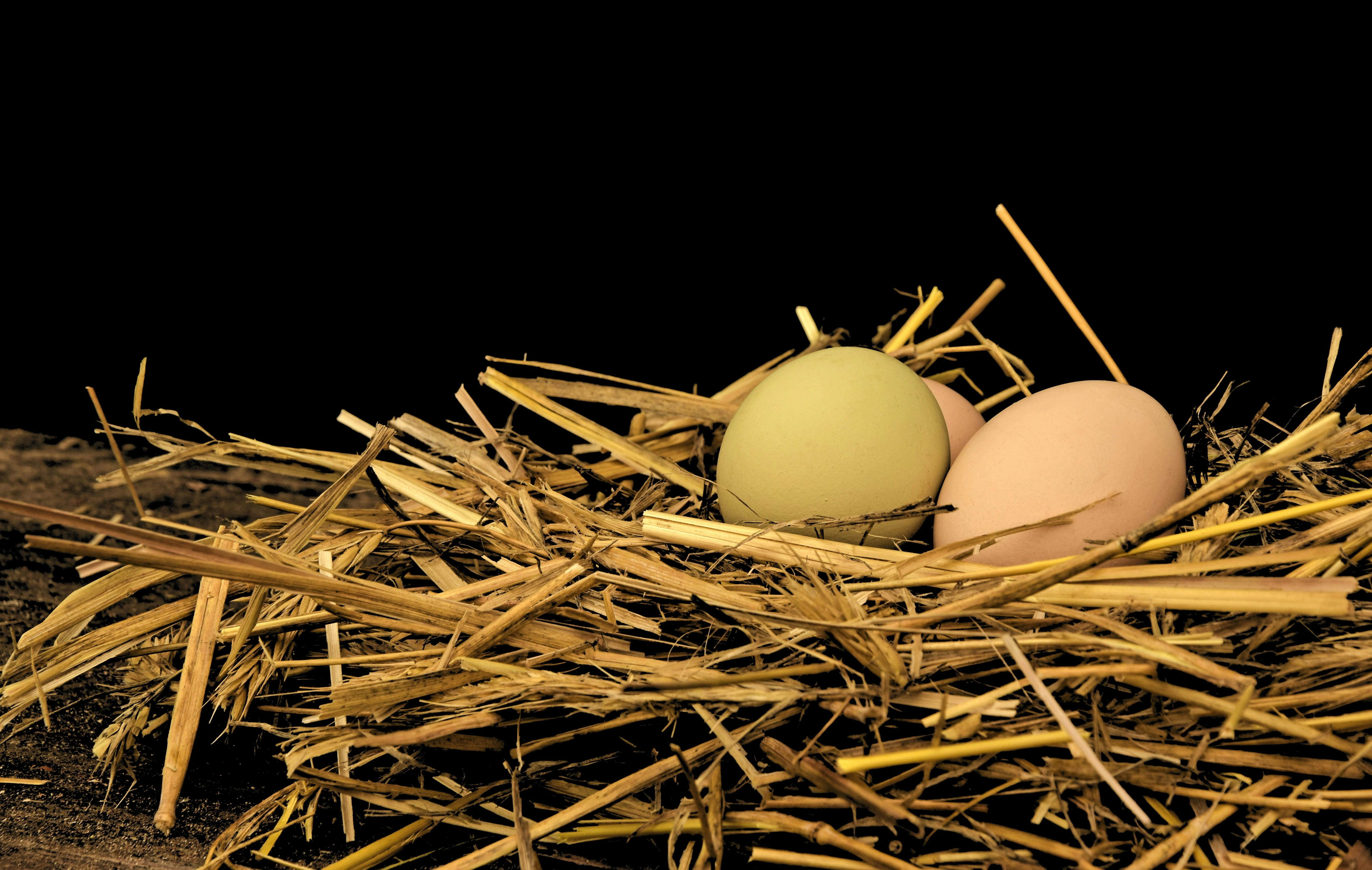 Eggs in Hay Nest Eggs in Hay Nest