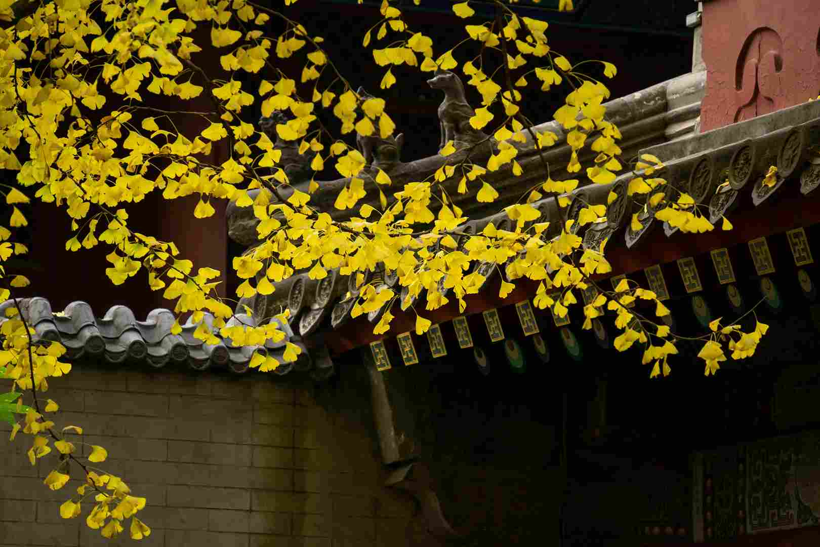 Ginkgo Leaves Frame Temple Ginkgo Leaves Frame Temple
