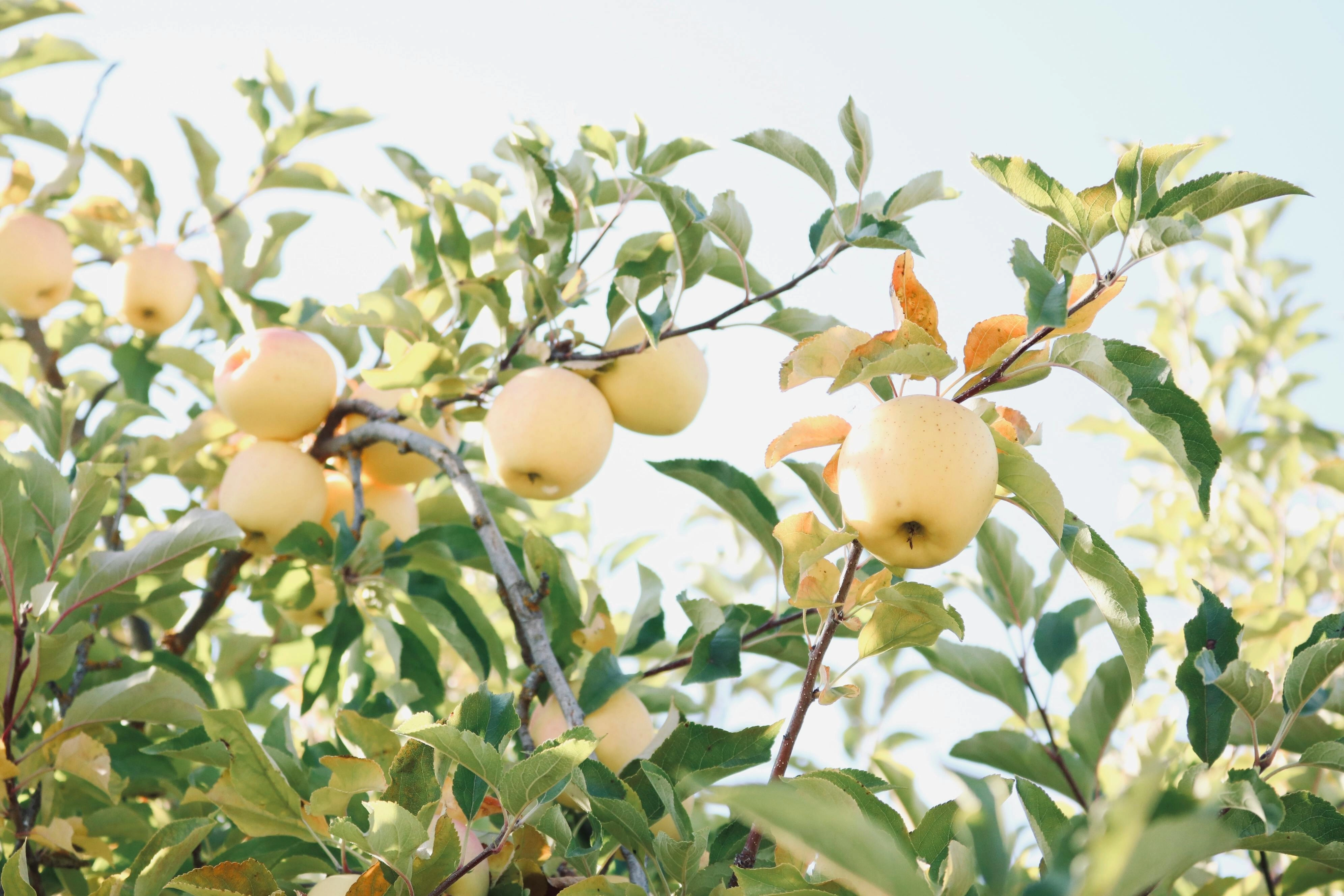 Golden Apples on Tree Golden Apples on Tree