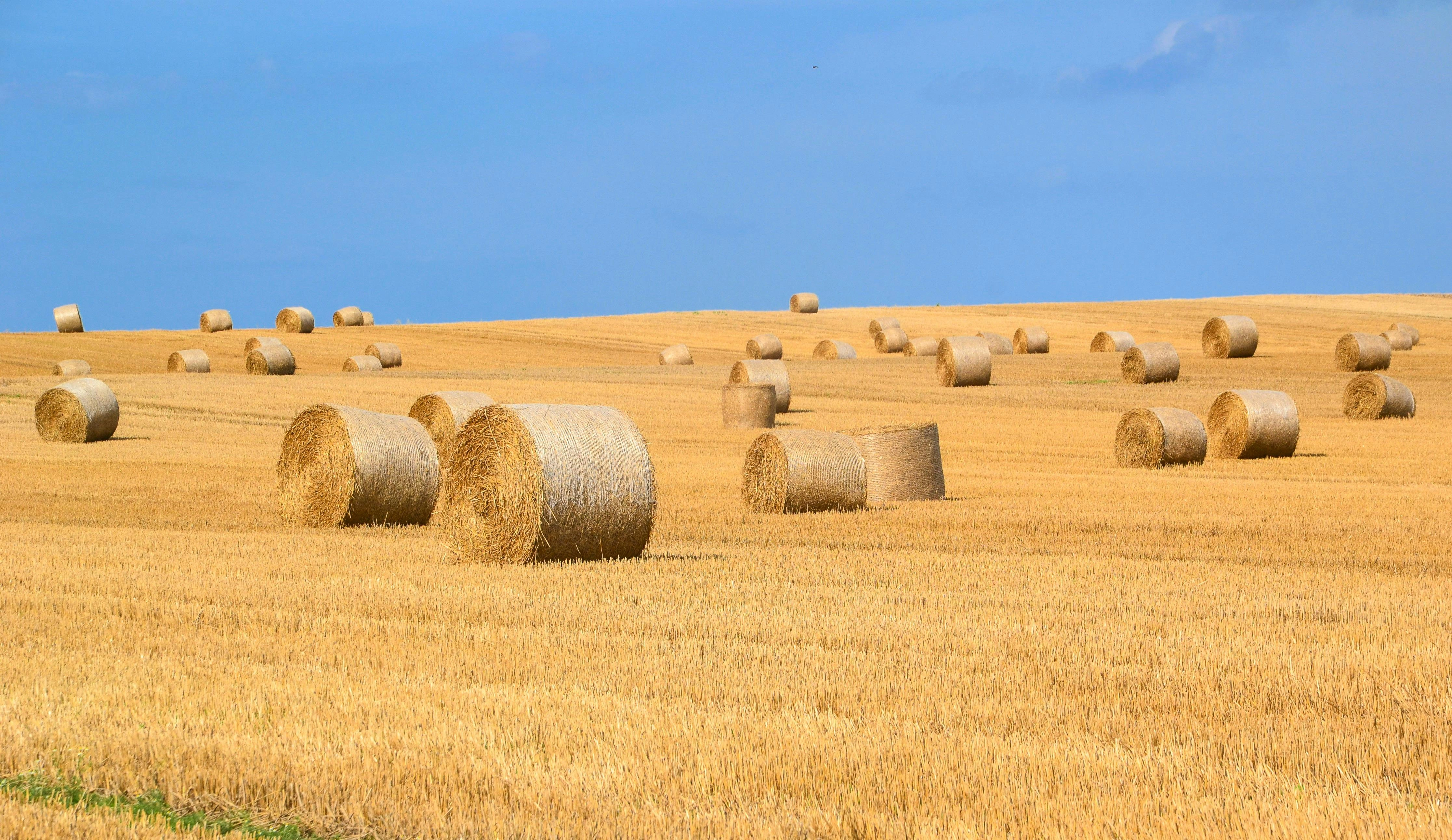 Golden Hay Bales Field Golden Hay Bales Field