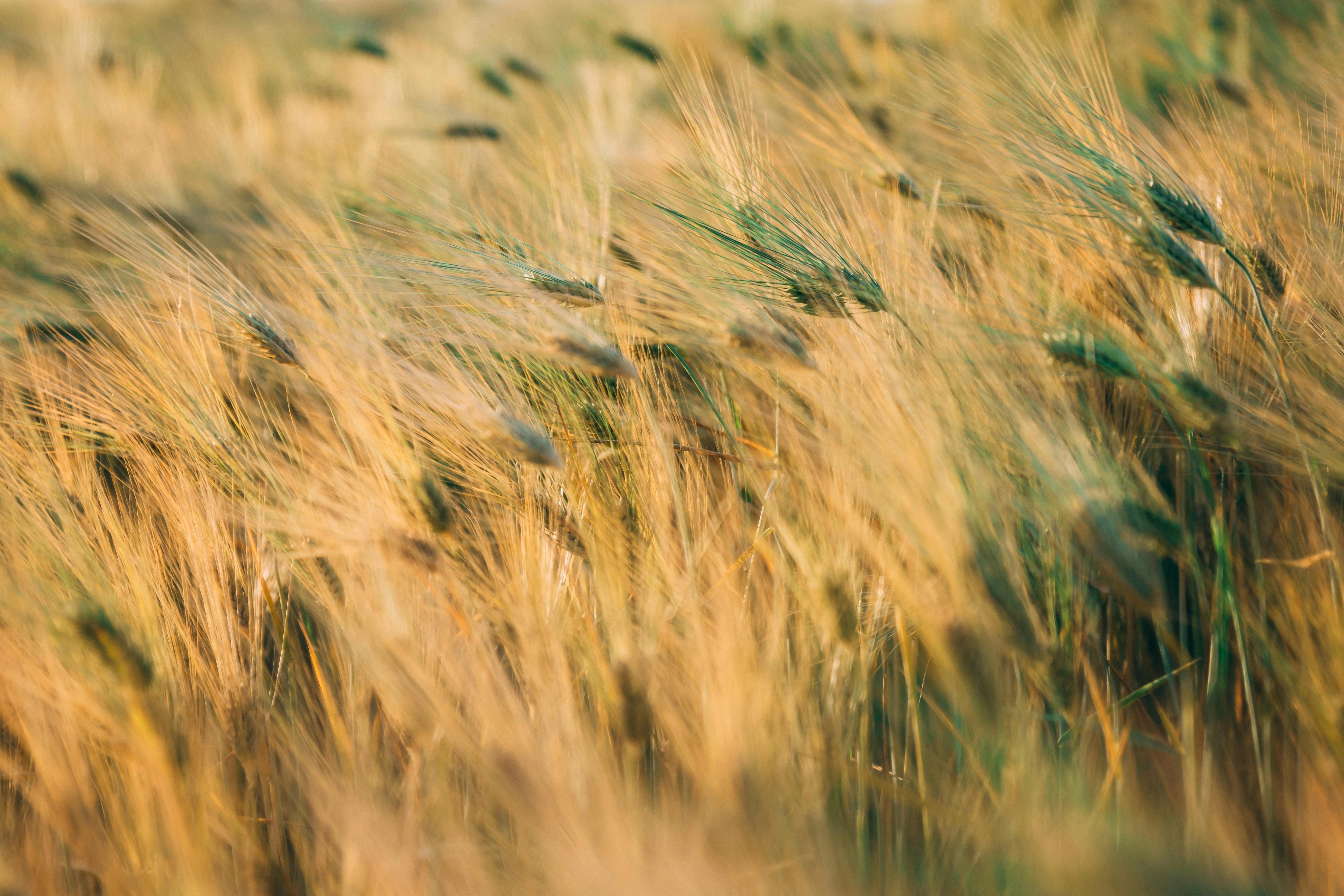 Golden Wheat Field Swaying