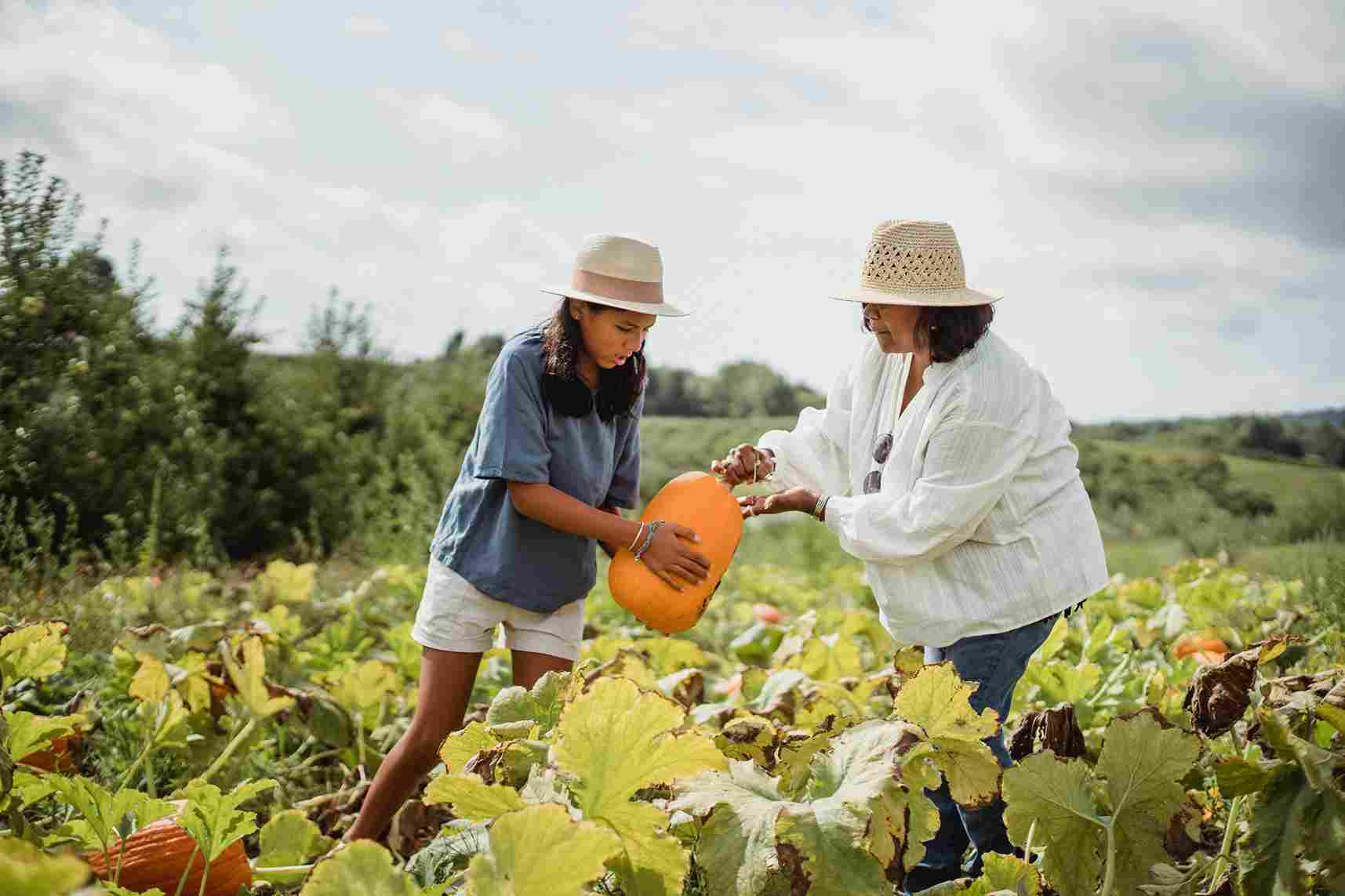 Harvesting Pumpkins in Sunlight Harvesting Pumpkins in Sunlight