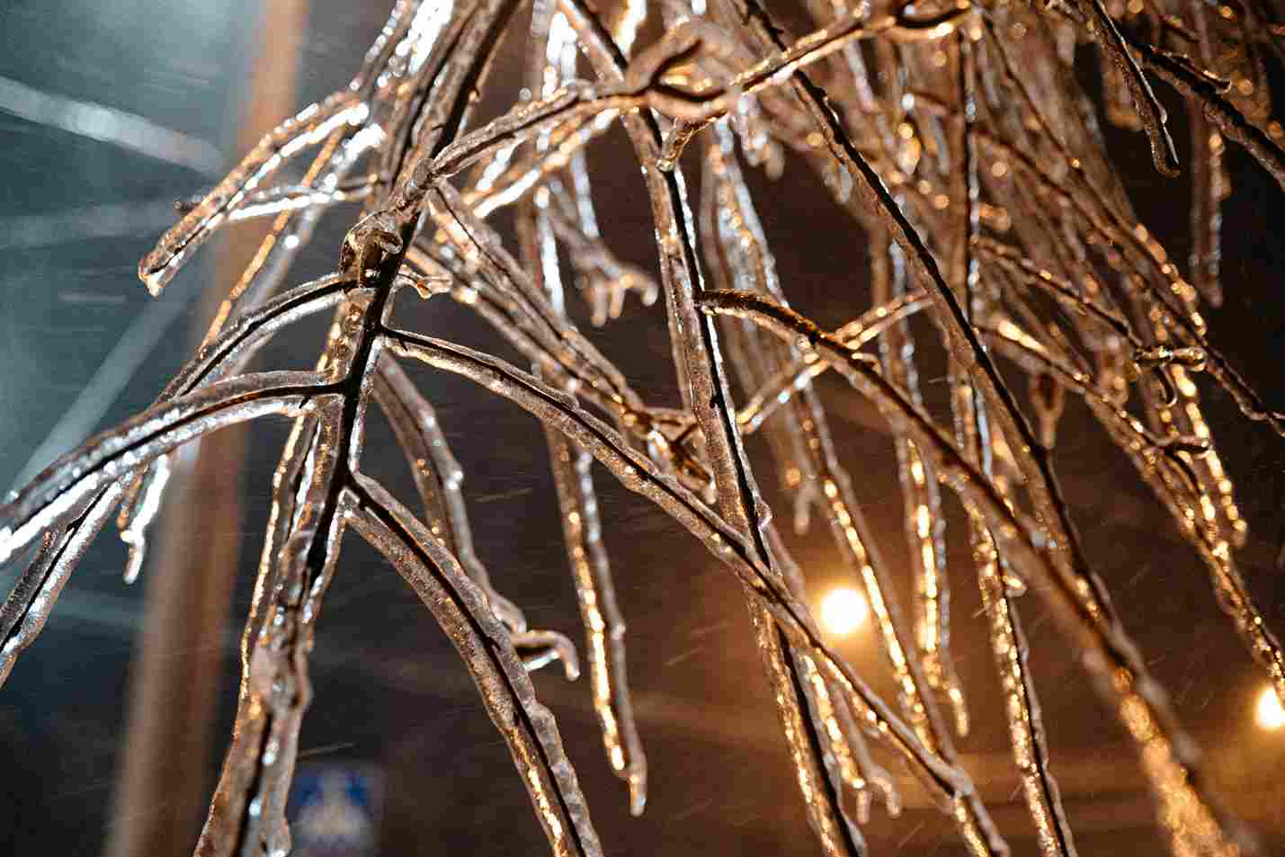Icy branches catching light