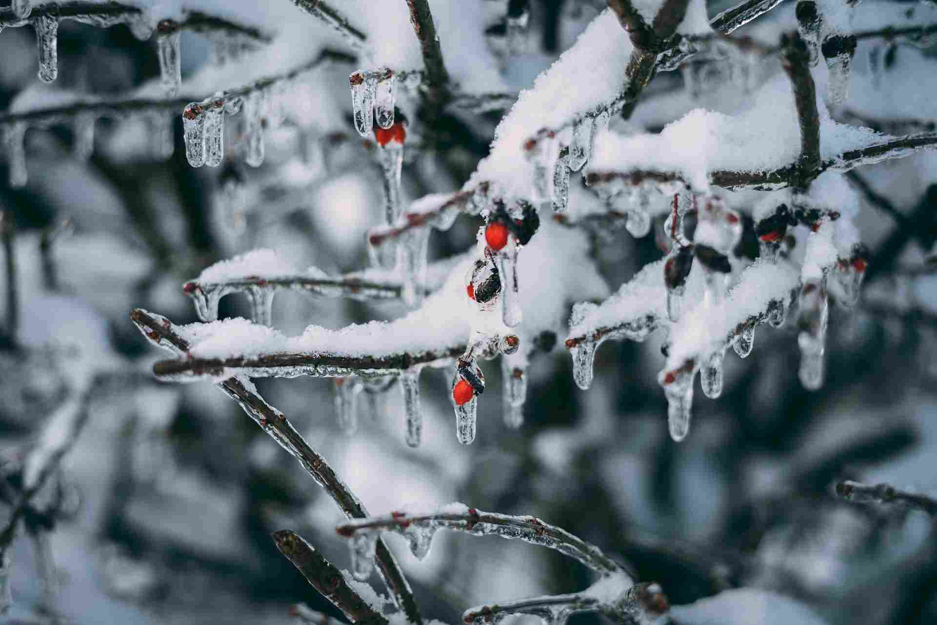 Icy Branches with Red Berries Icy Branches with Red Berries