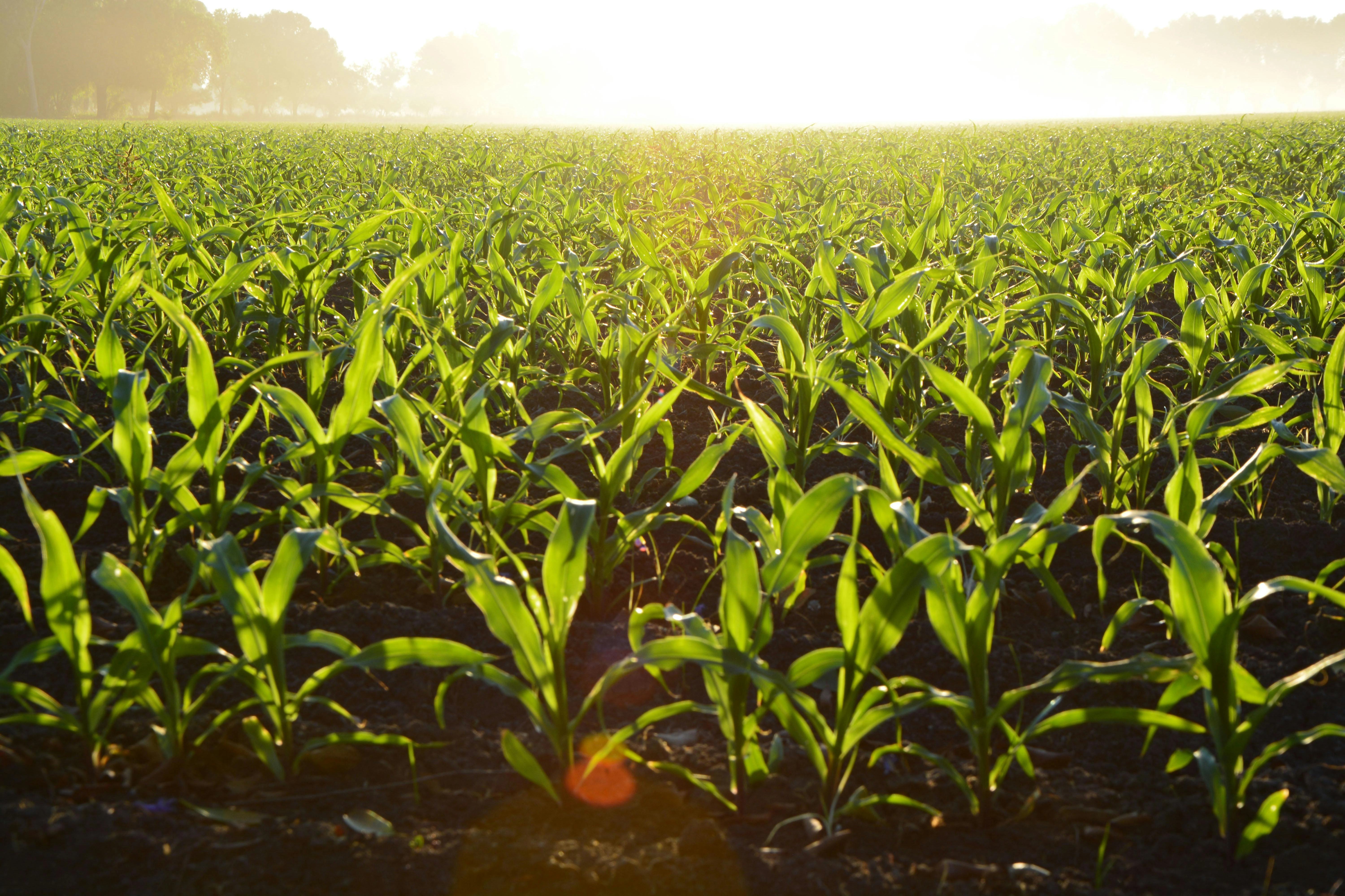 Lush Green Corn Field