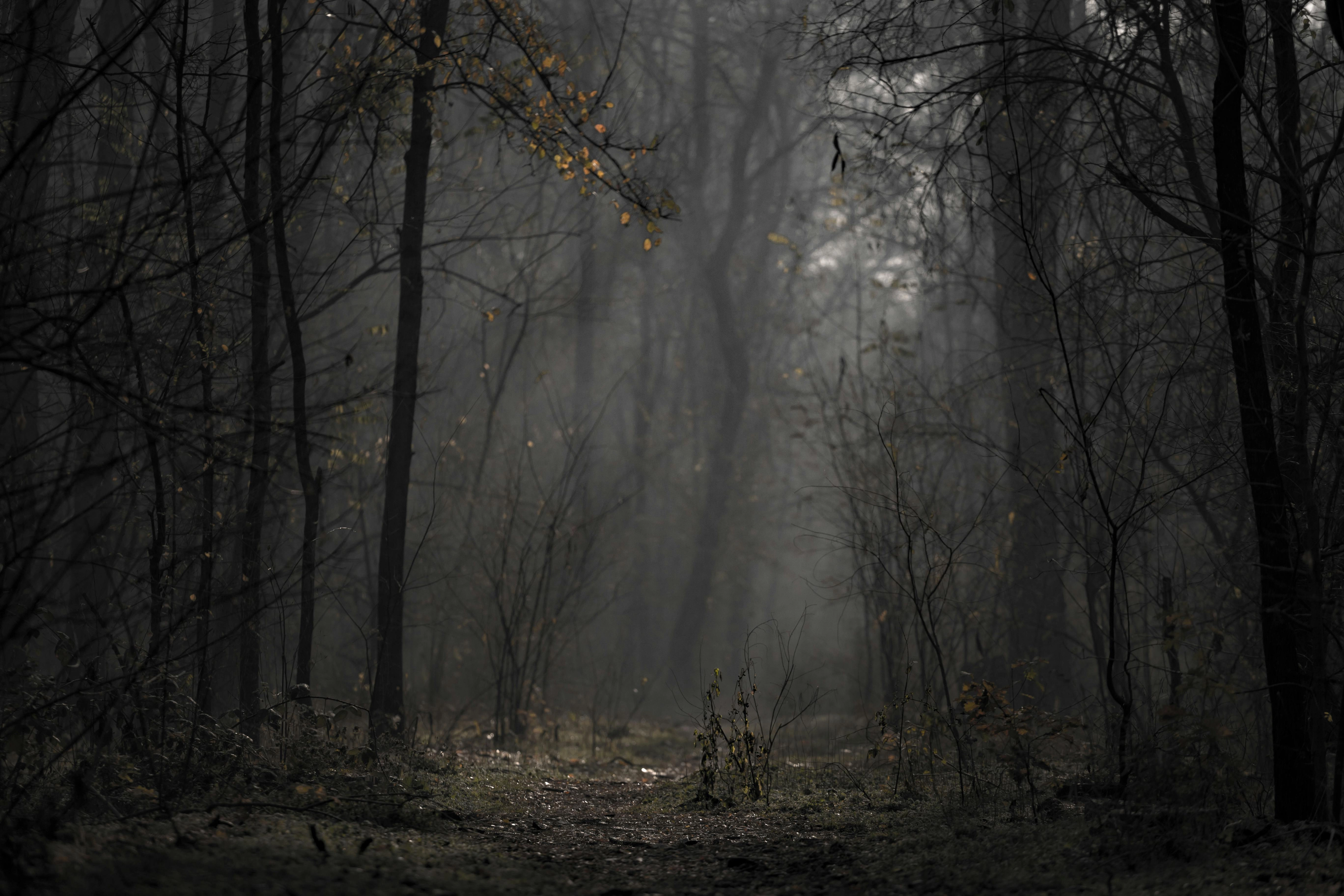 Misty Forest Color Palette, Combinations & Schemes | Octet Design Labs