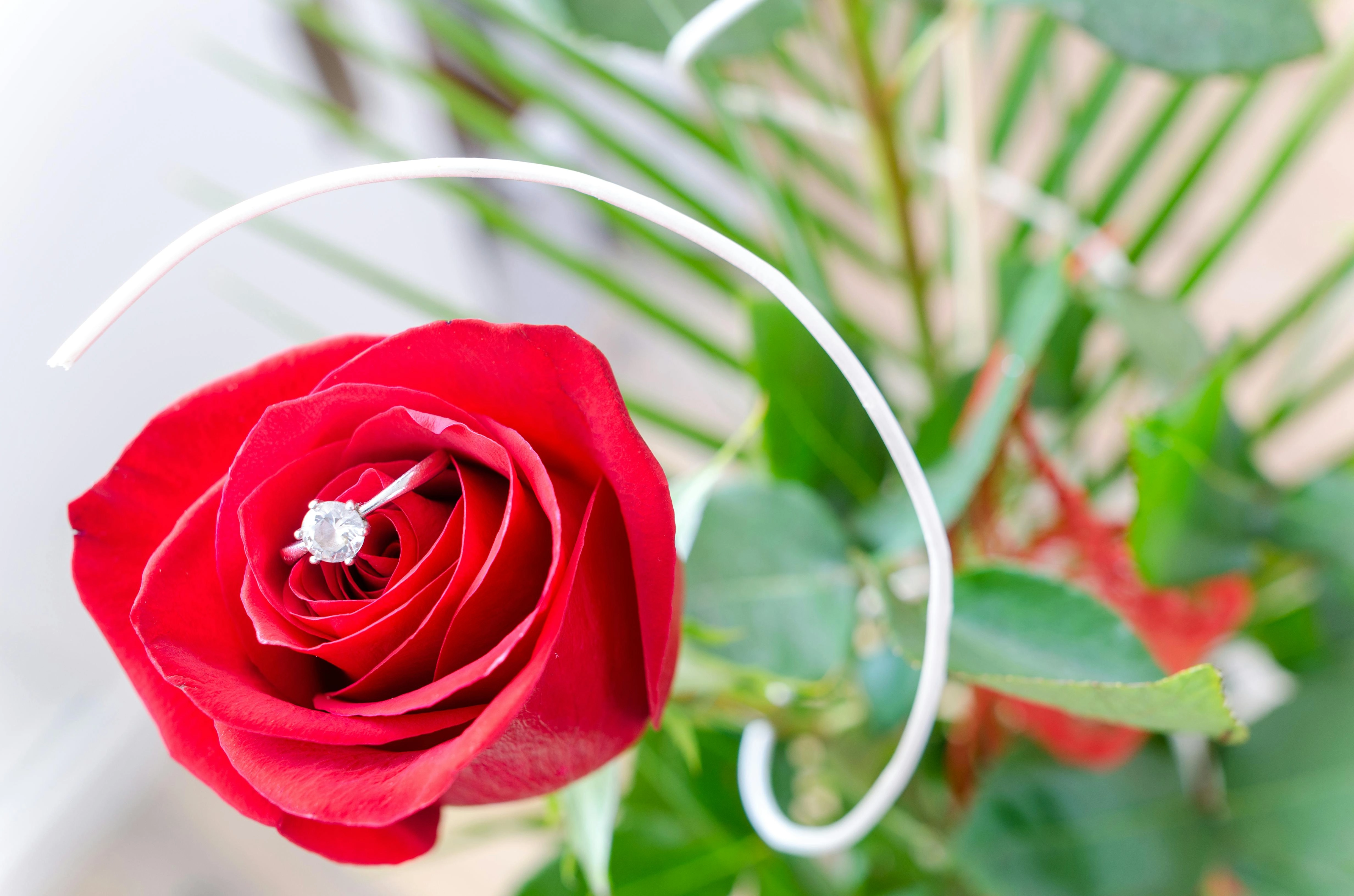 Rose with Engagement Ring