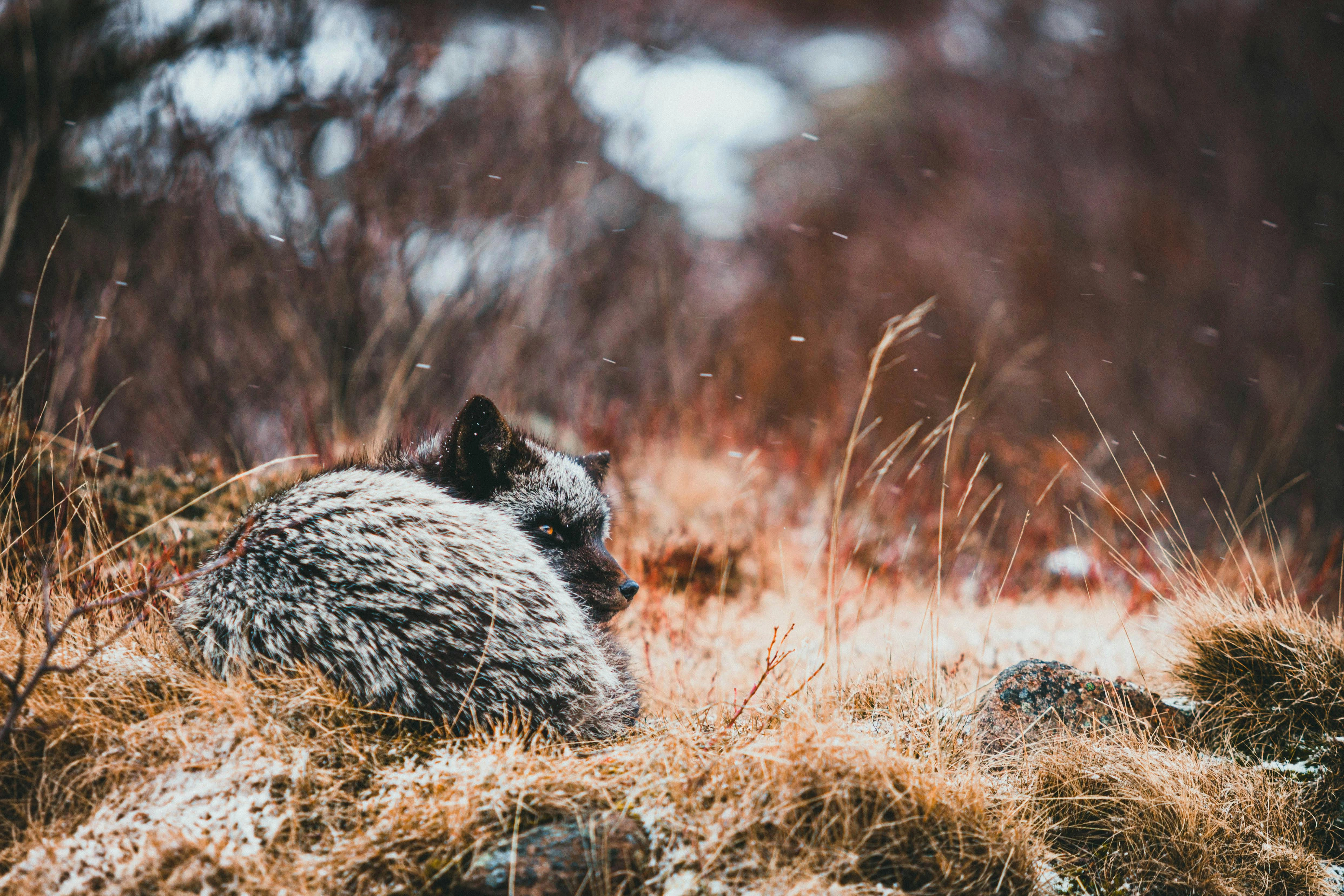 Silvery Fox in Autumn Silvery Fox in Autumn