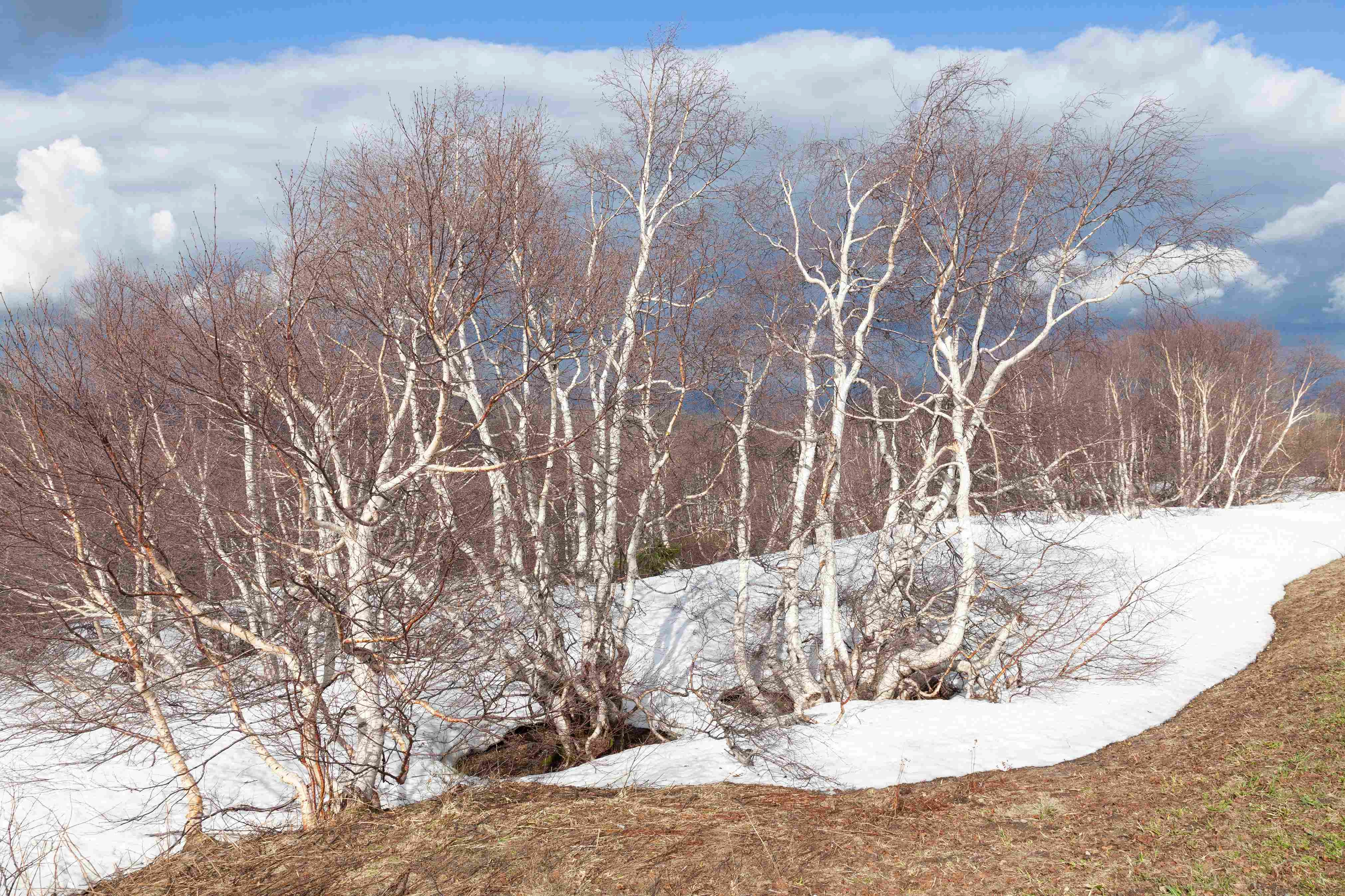Snowy Birch Grove Landscape