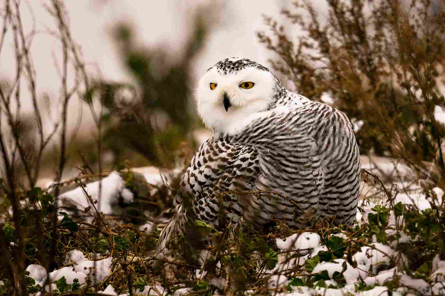 Snowy Owl in Nature Snowy Owl in Nature