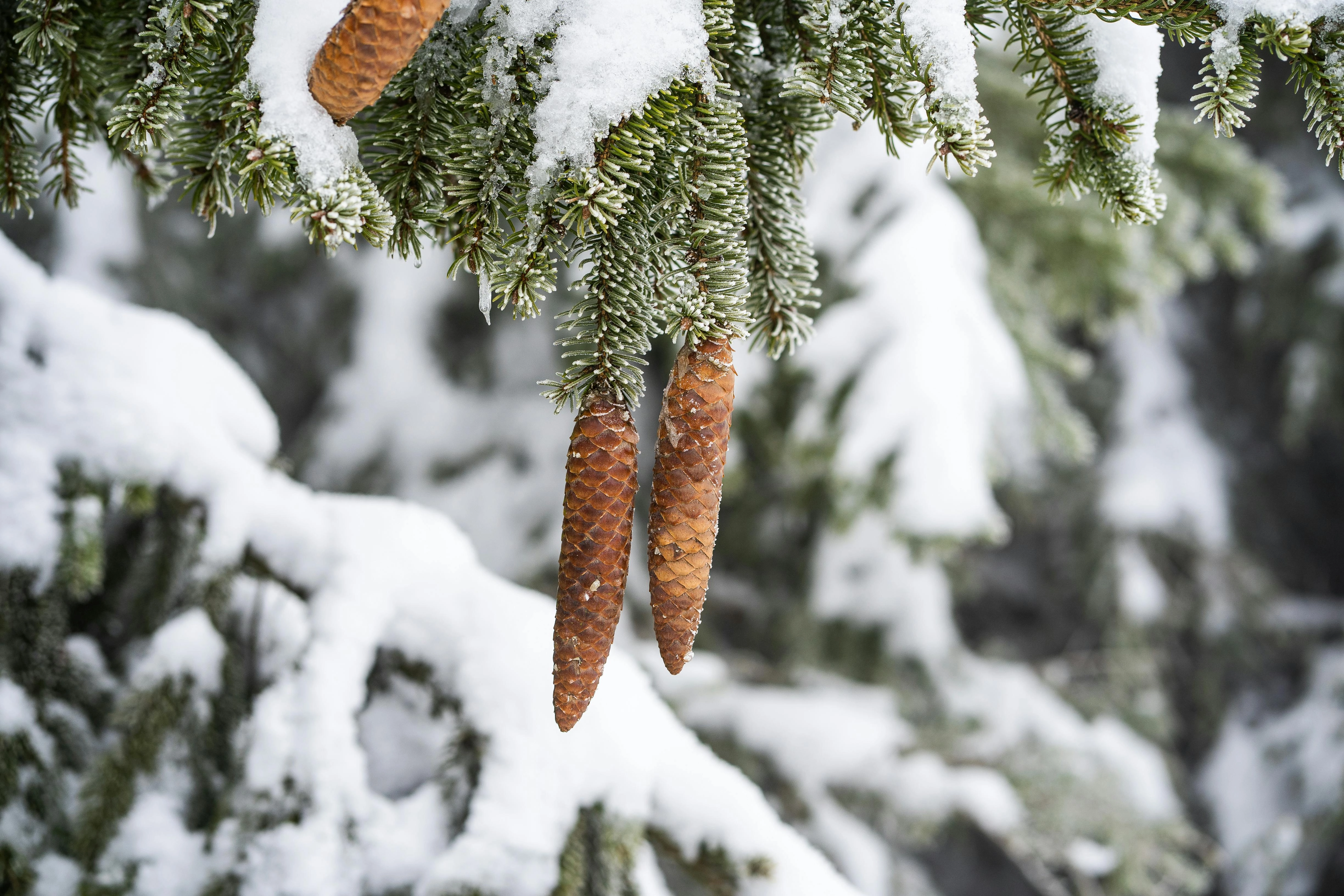 Snowy Pine Branch with Cones Snowy Pine Branch with Cones